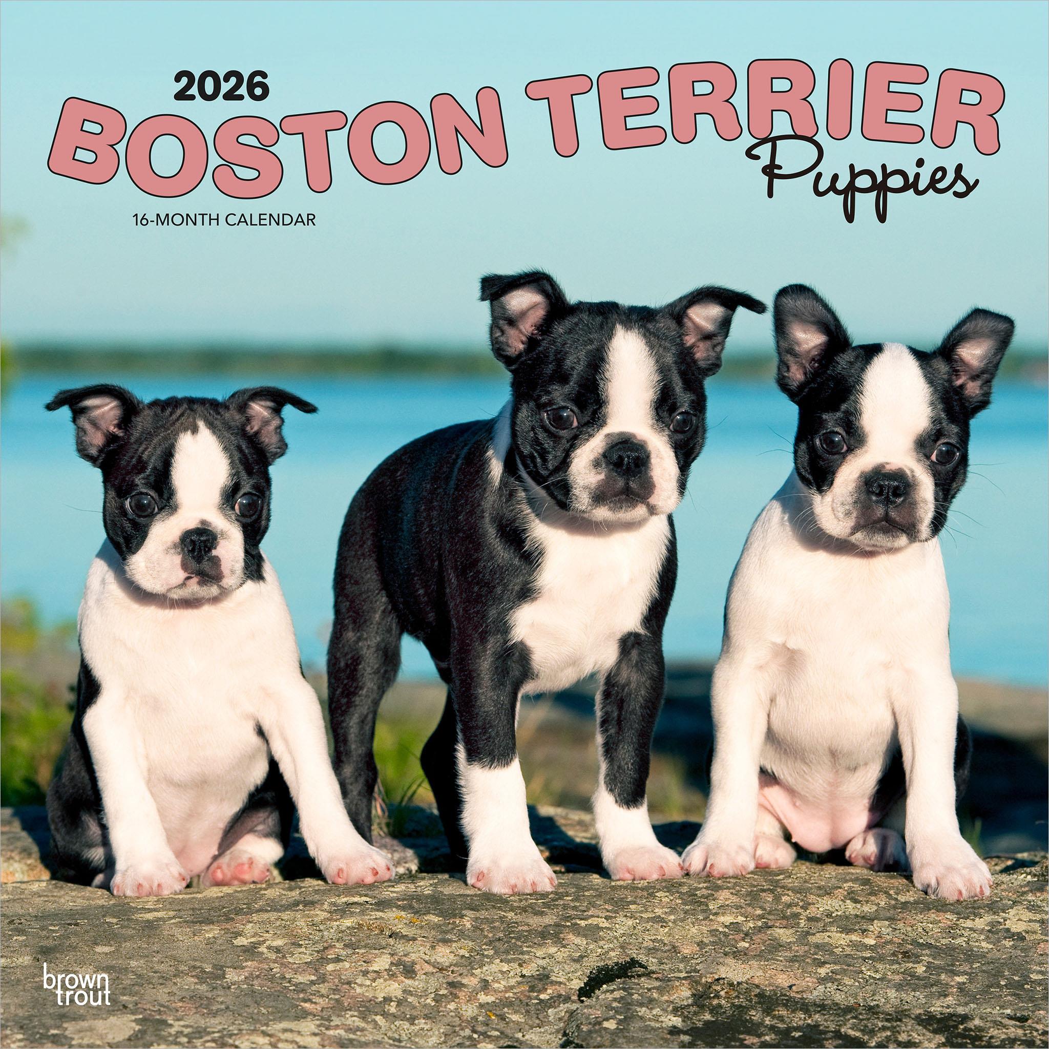 Boston Terrier Puppies 2026 Wall Calendar - Online Only