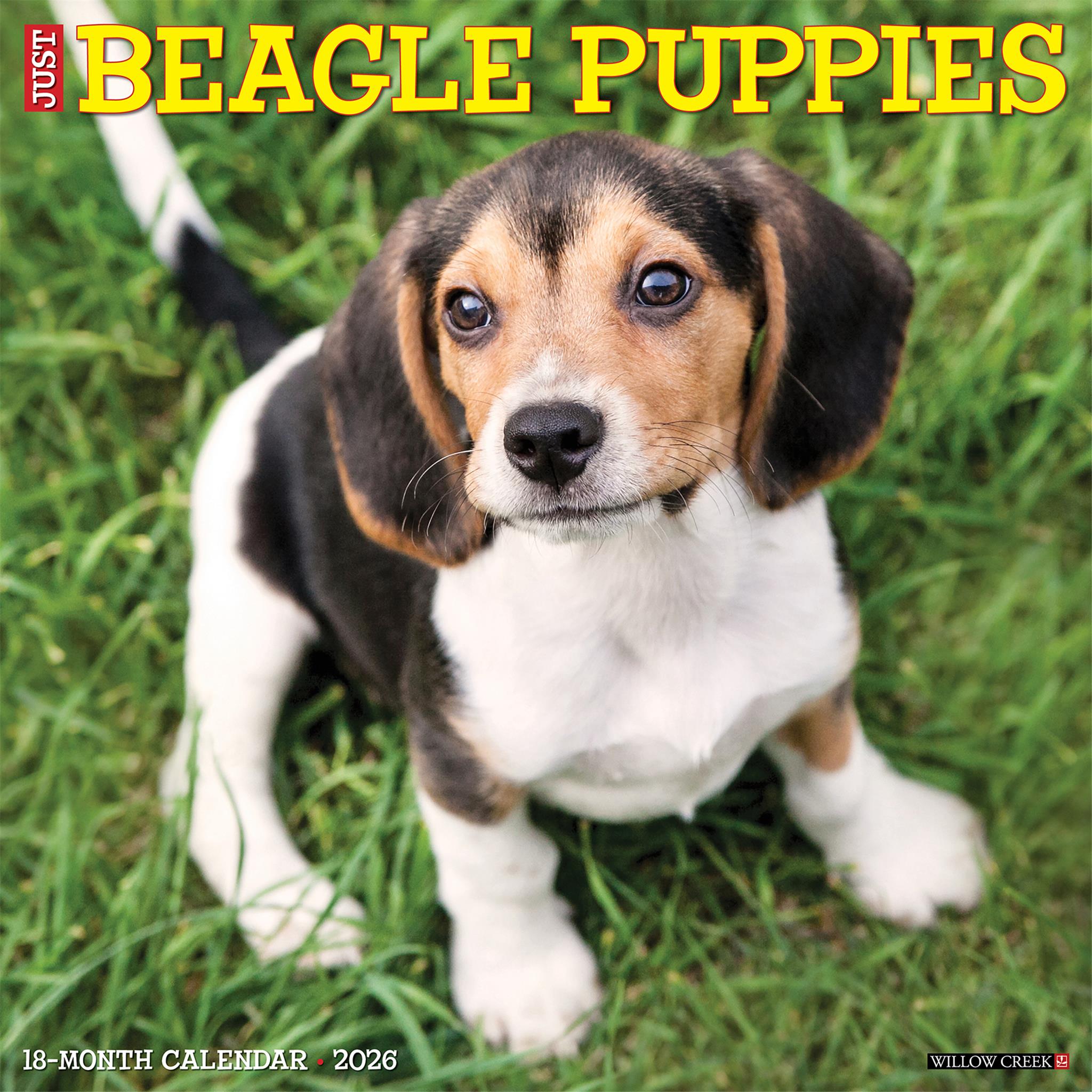Just Beagle Puppies 2026 Wall Calendar