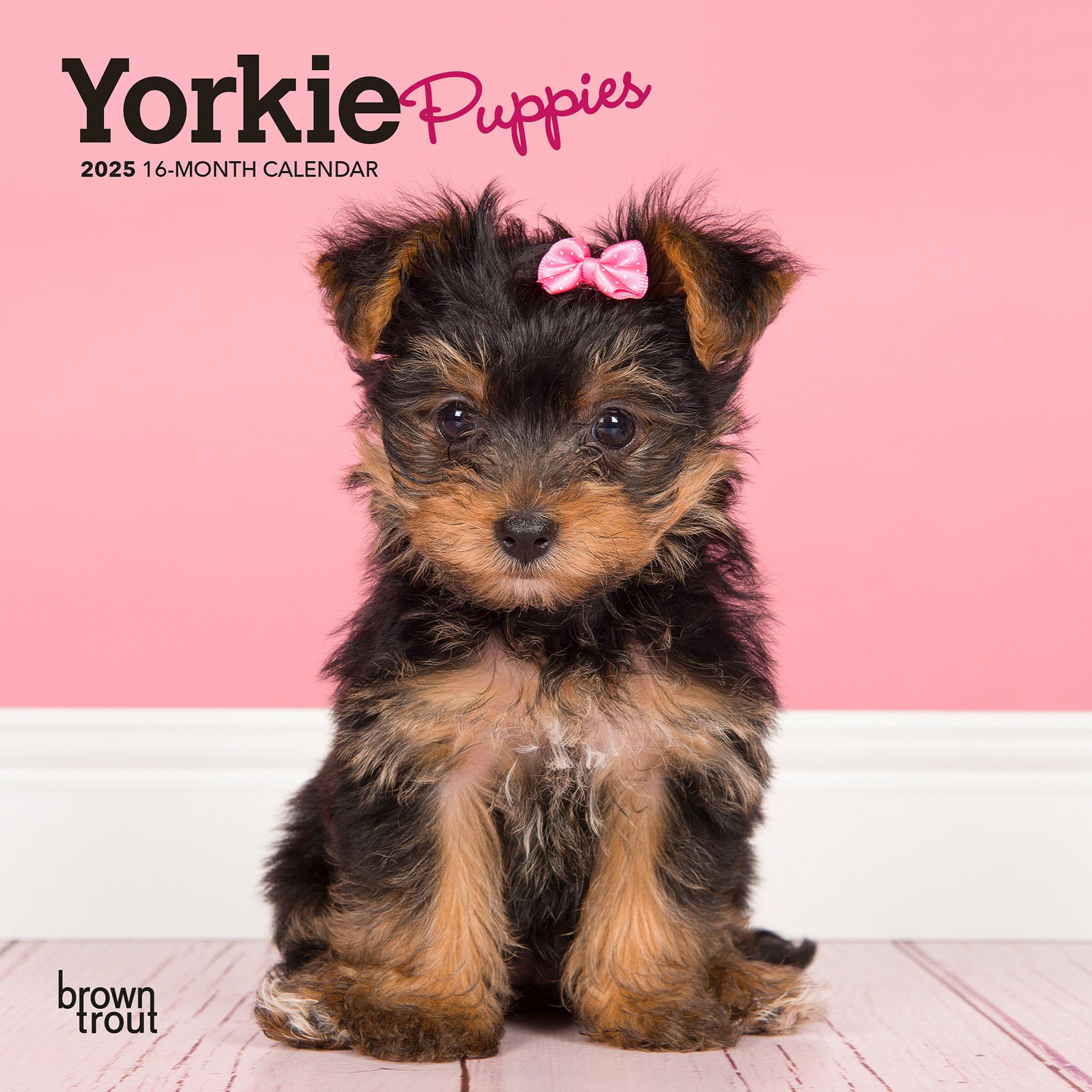 Miniature Terrier Yorkshire Terrier Retail Puppies Mini 2025 Calendar