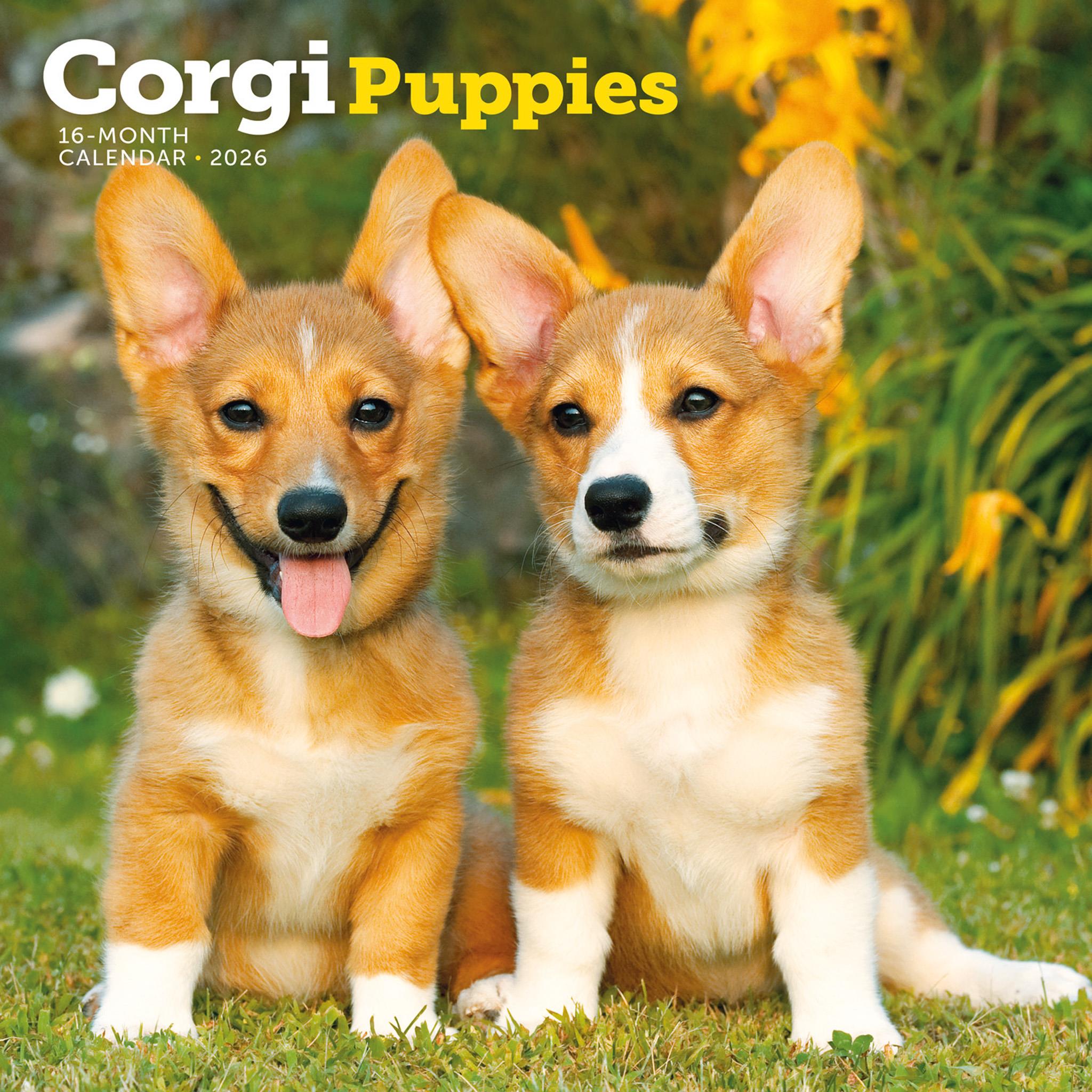 Corgi Puppies 2026 Wall Calendar
