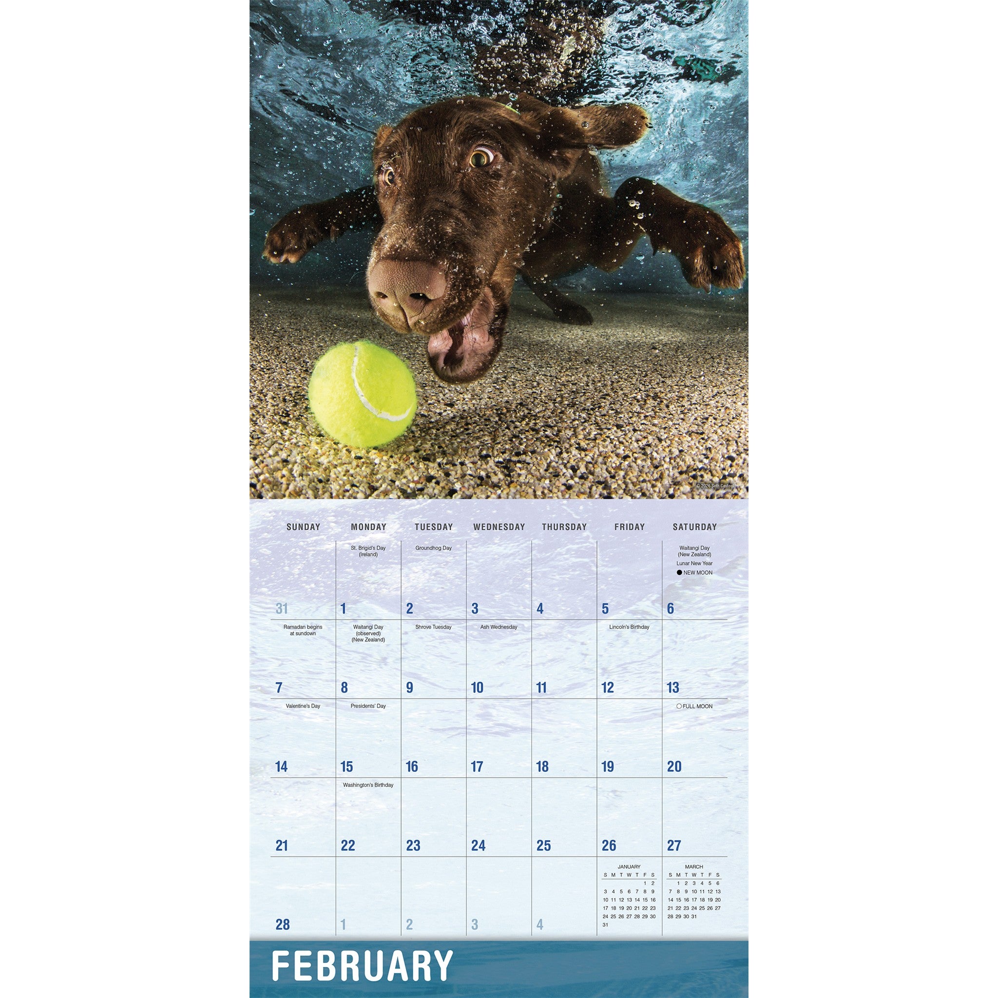 Underwater Dogs 2027 Wall Calendar