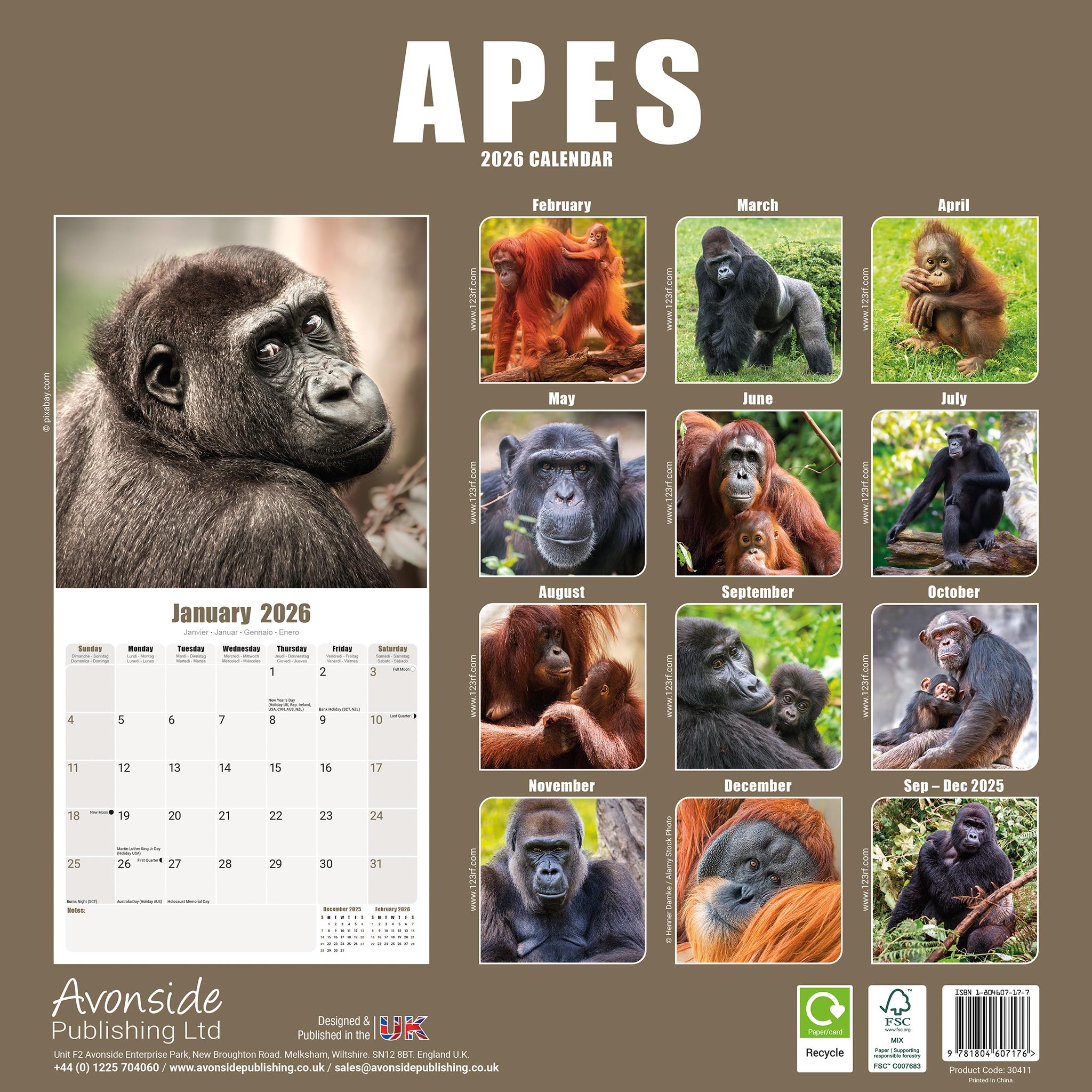 Apes 2026 Wall Calendar - Online Only