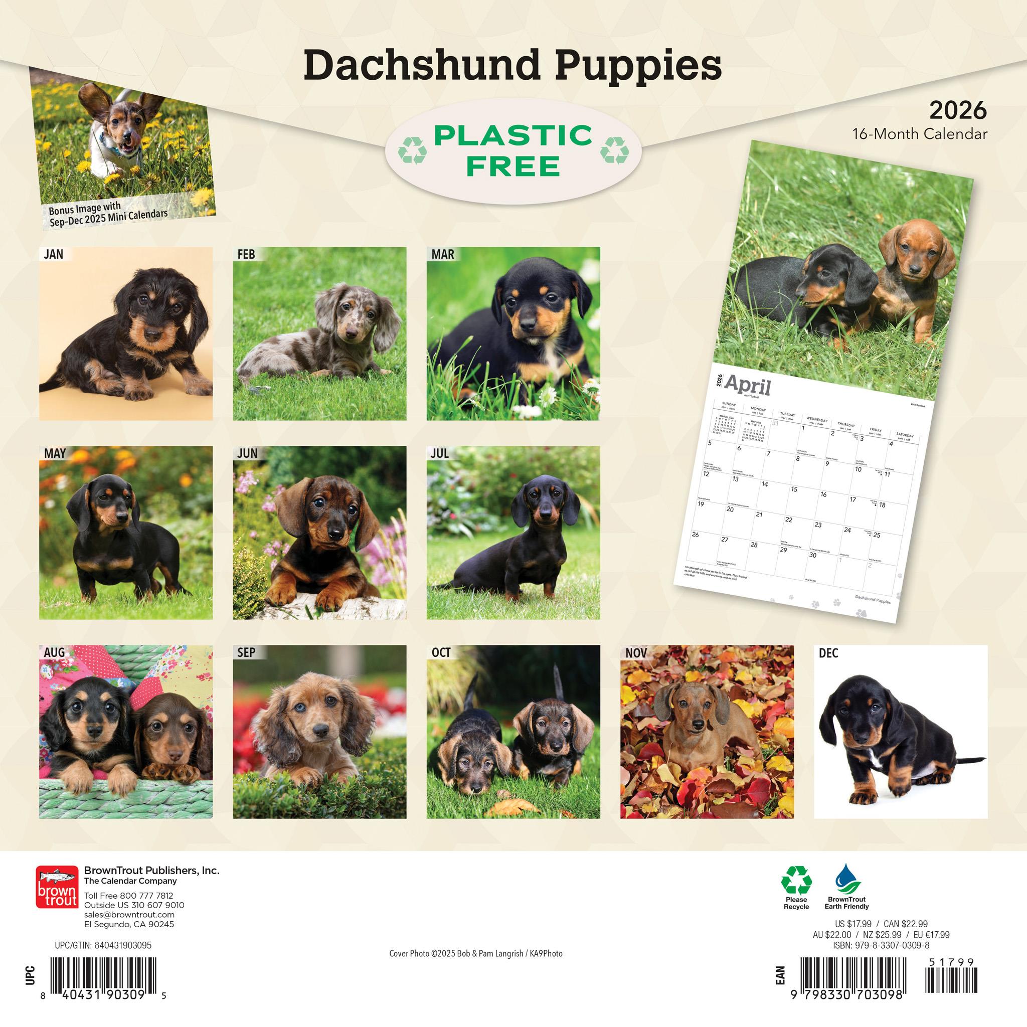Dachshund Puppies 2026 Wall Calendar
