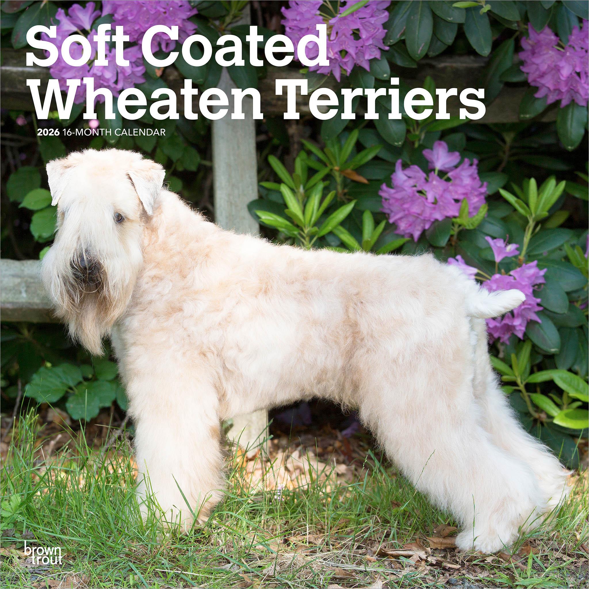 Soft Coated Wheaten Terriers 2026 Wall Calendar
