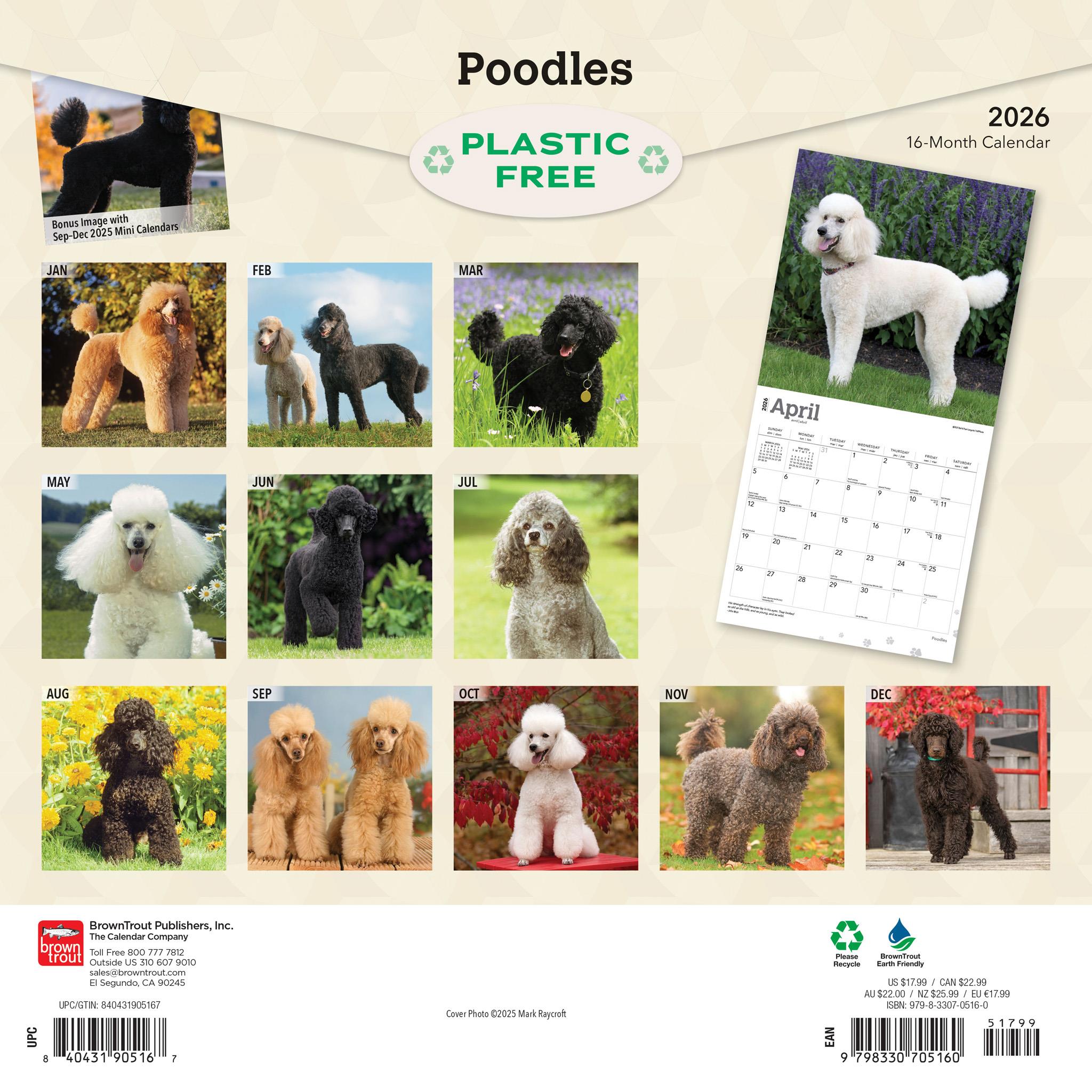 Poodles 2026 Wall Calendar