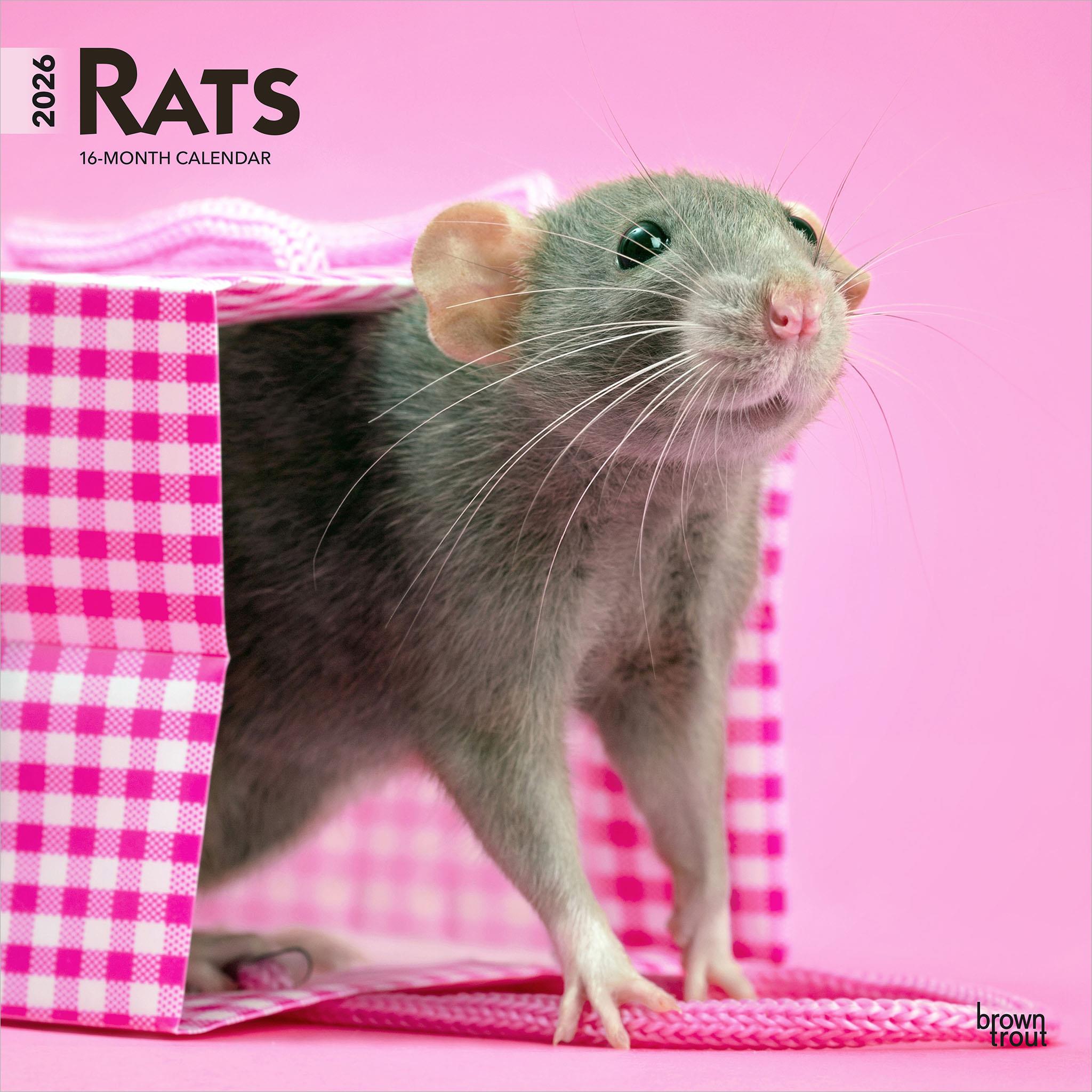 Rats 2026 Wall Calendar