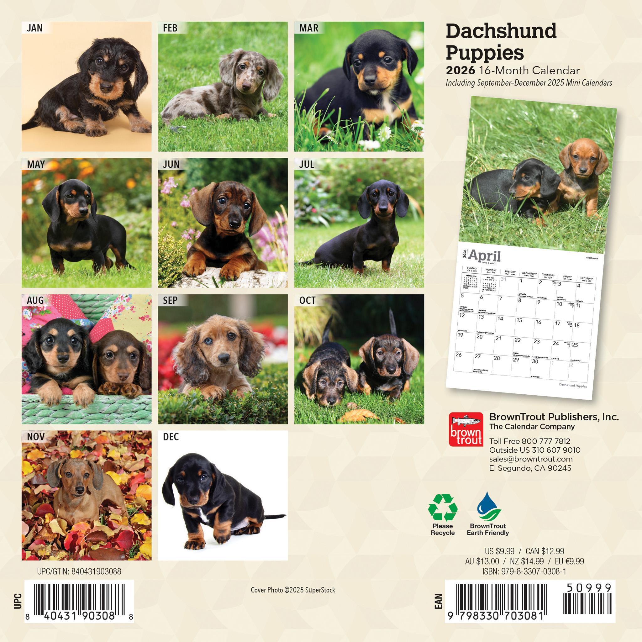 Dachshund Puppies 2026 Mini Calendar