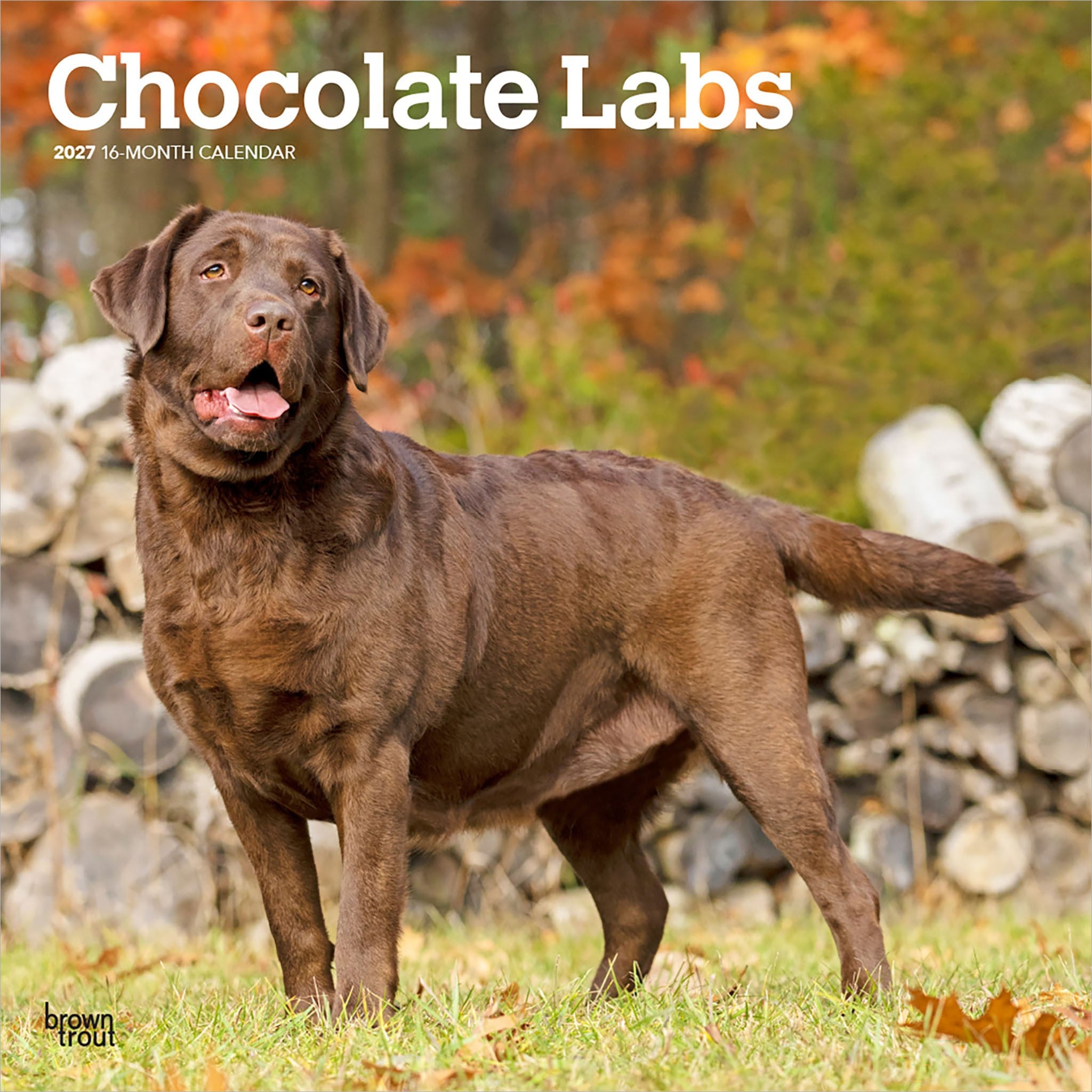 Chocolate Labs 2027 Wall Calendar