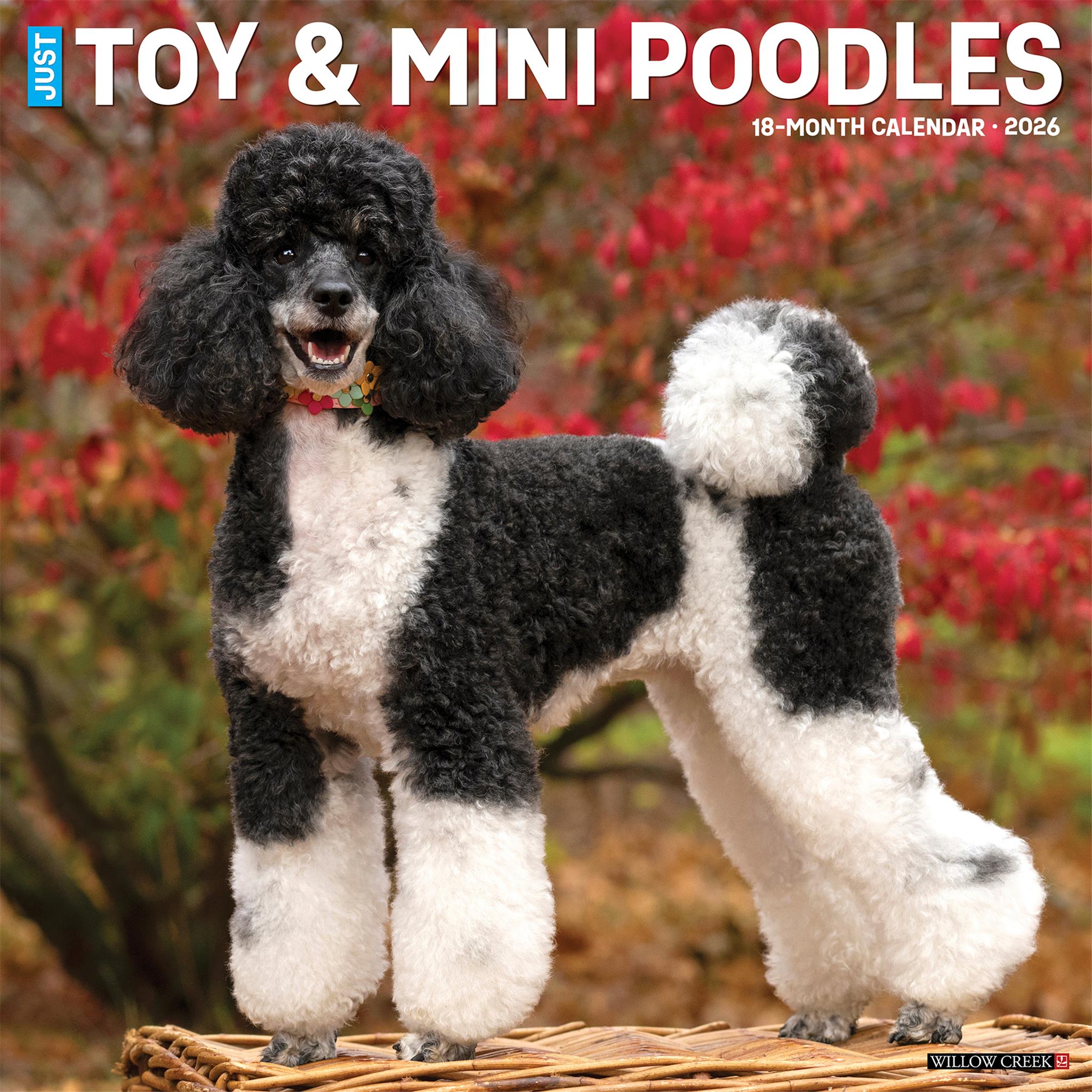 Toy And Miniature Poodles 2026 Wall Calendar - Online Only