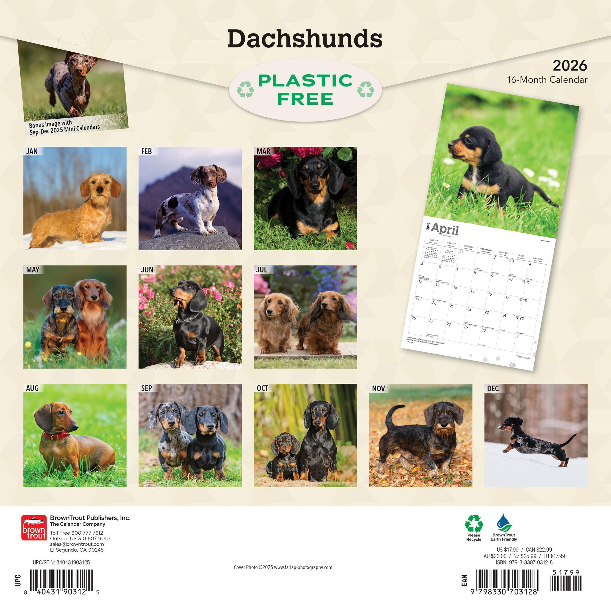 Dachshunds 2026 Wall Calendar - Calendar Club Canada