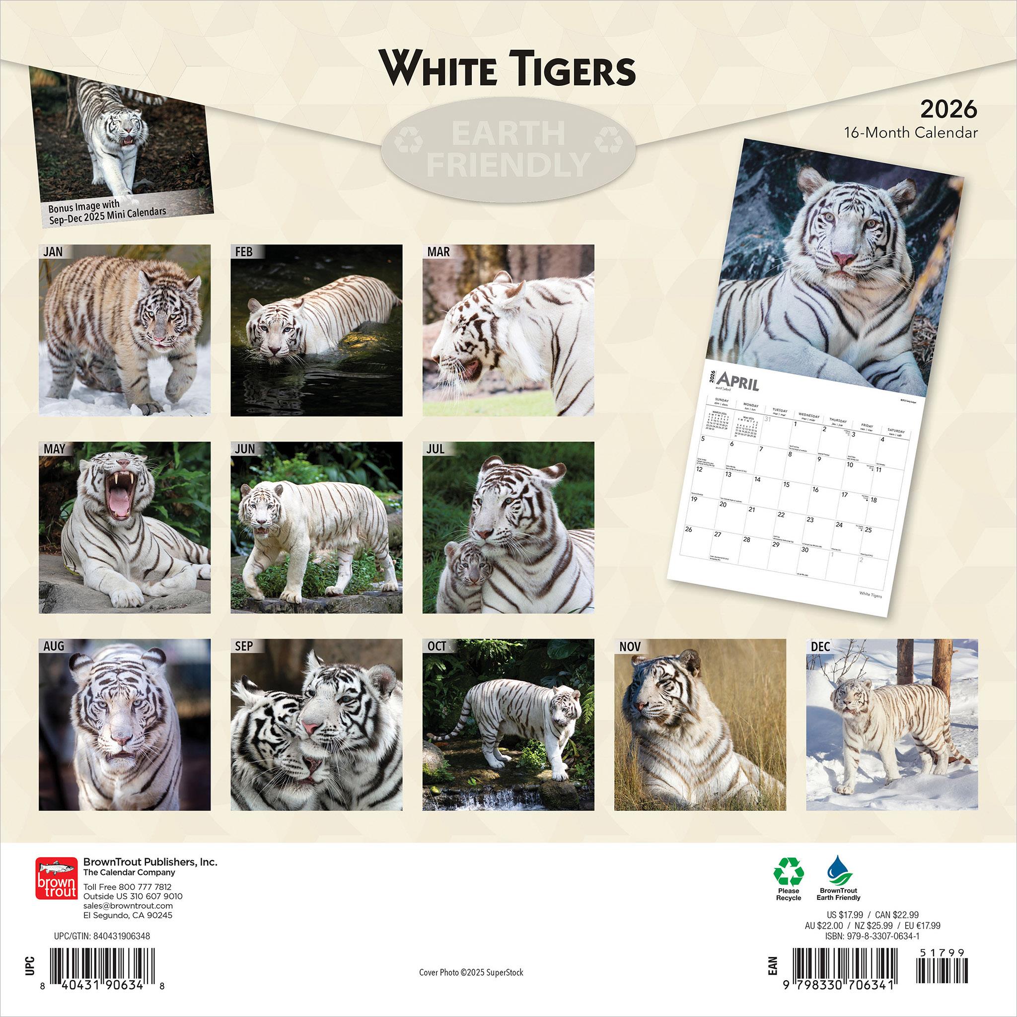 White Tigers 2026 Wall Calendar