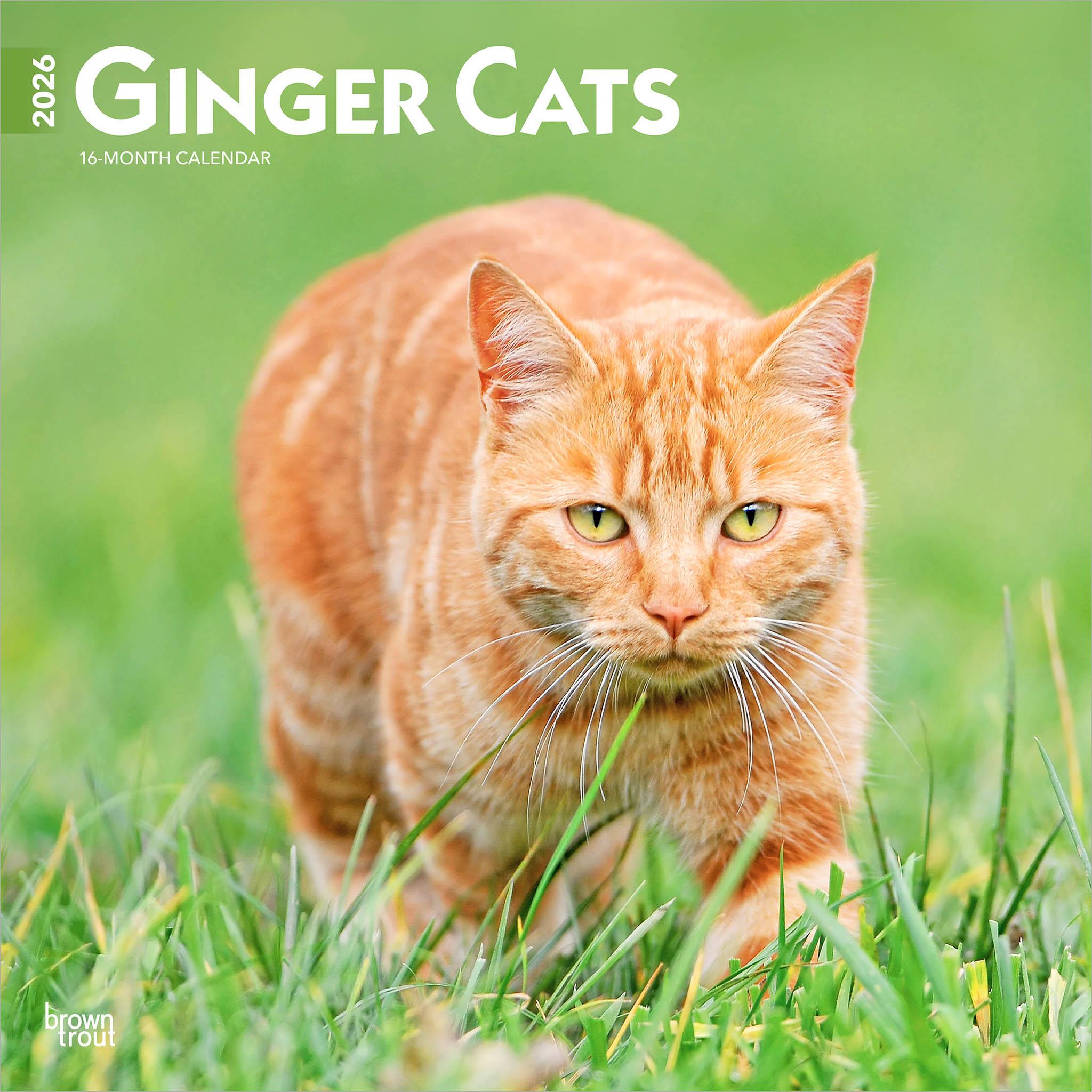 Ginger Cats 2026 Wall Calendar - Calendar Club Canada