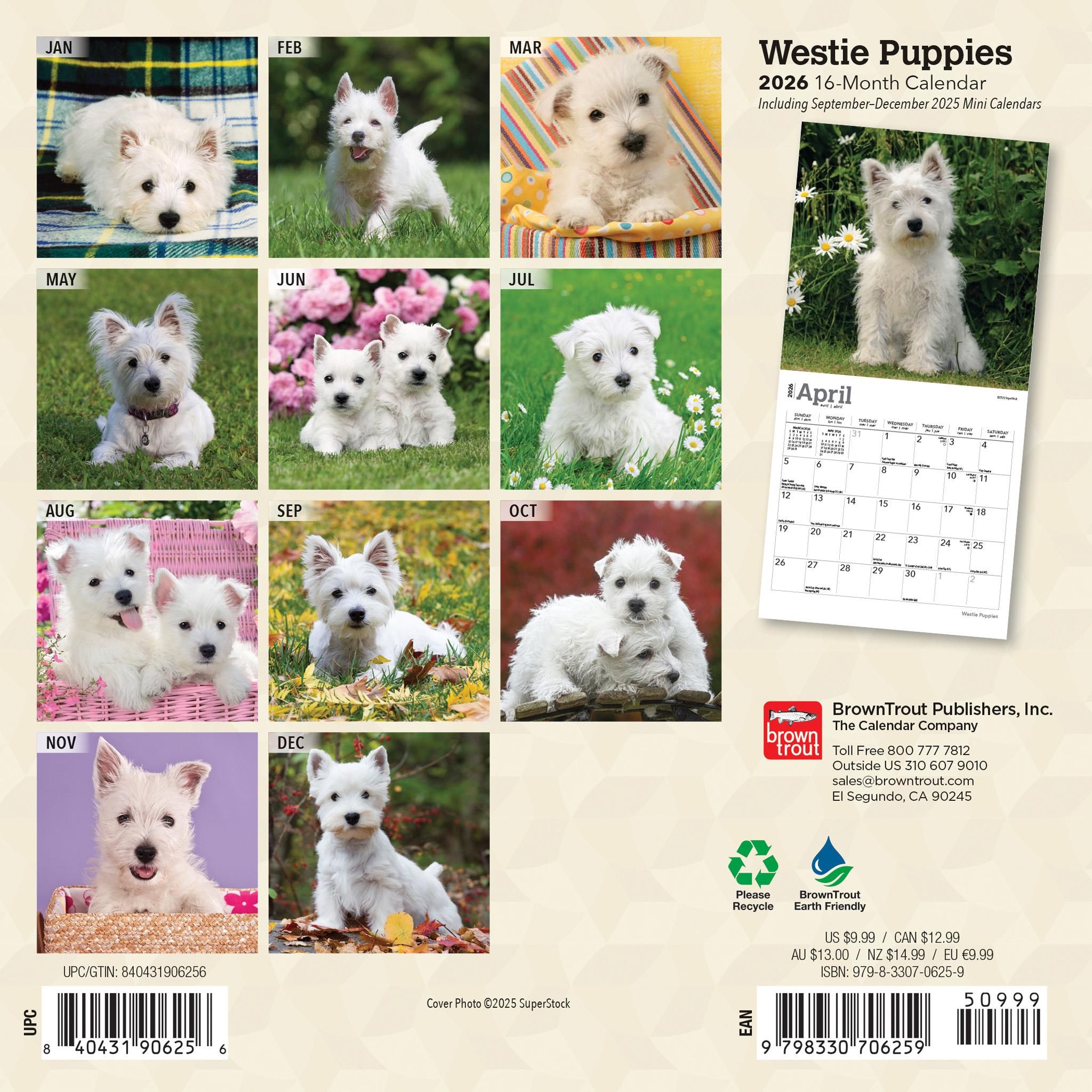 West Highland White Terrier Puppies 2026 Mini Calendar
