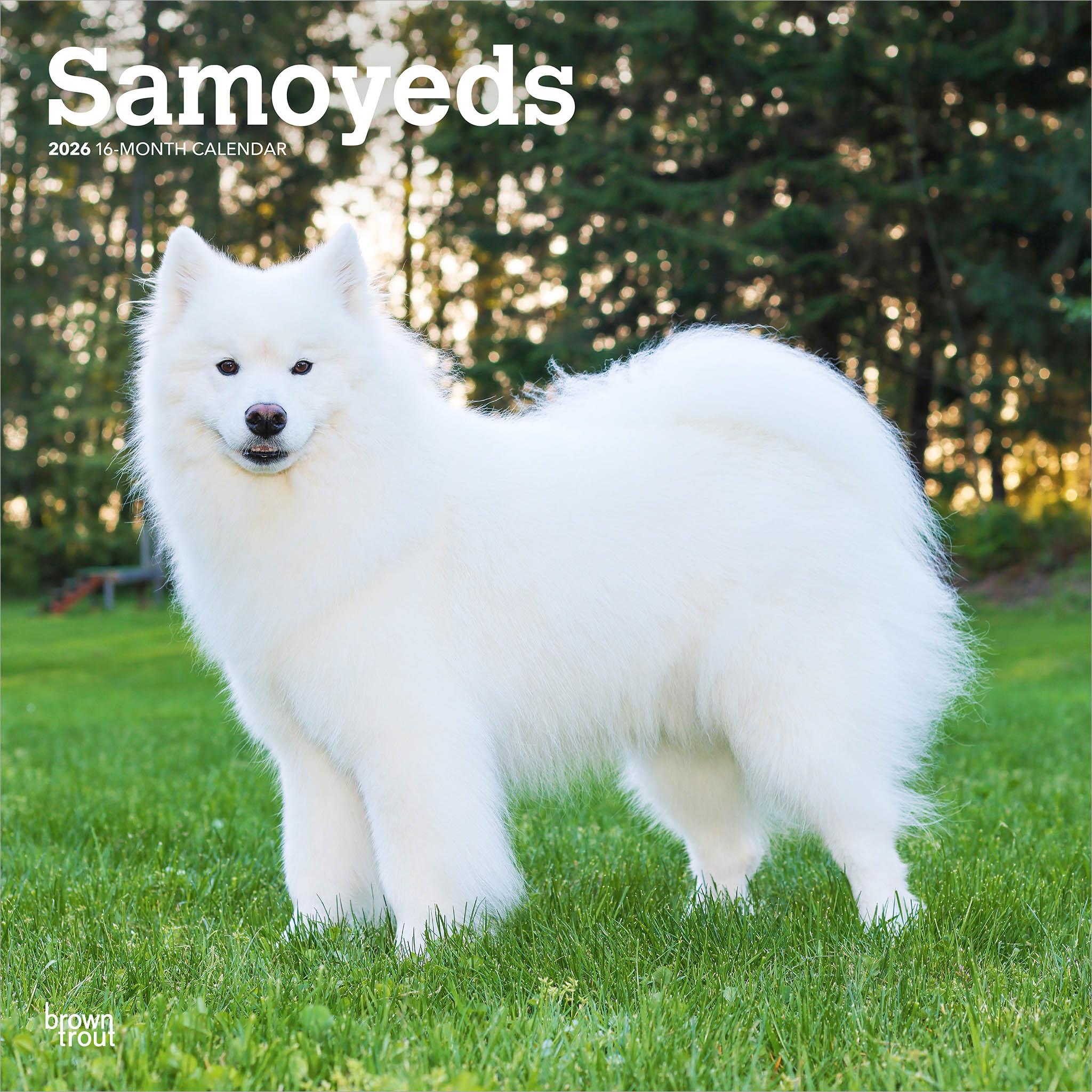 Samoyeds 2026 Wall Calendar