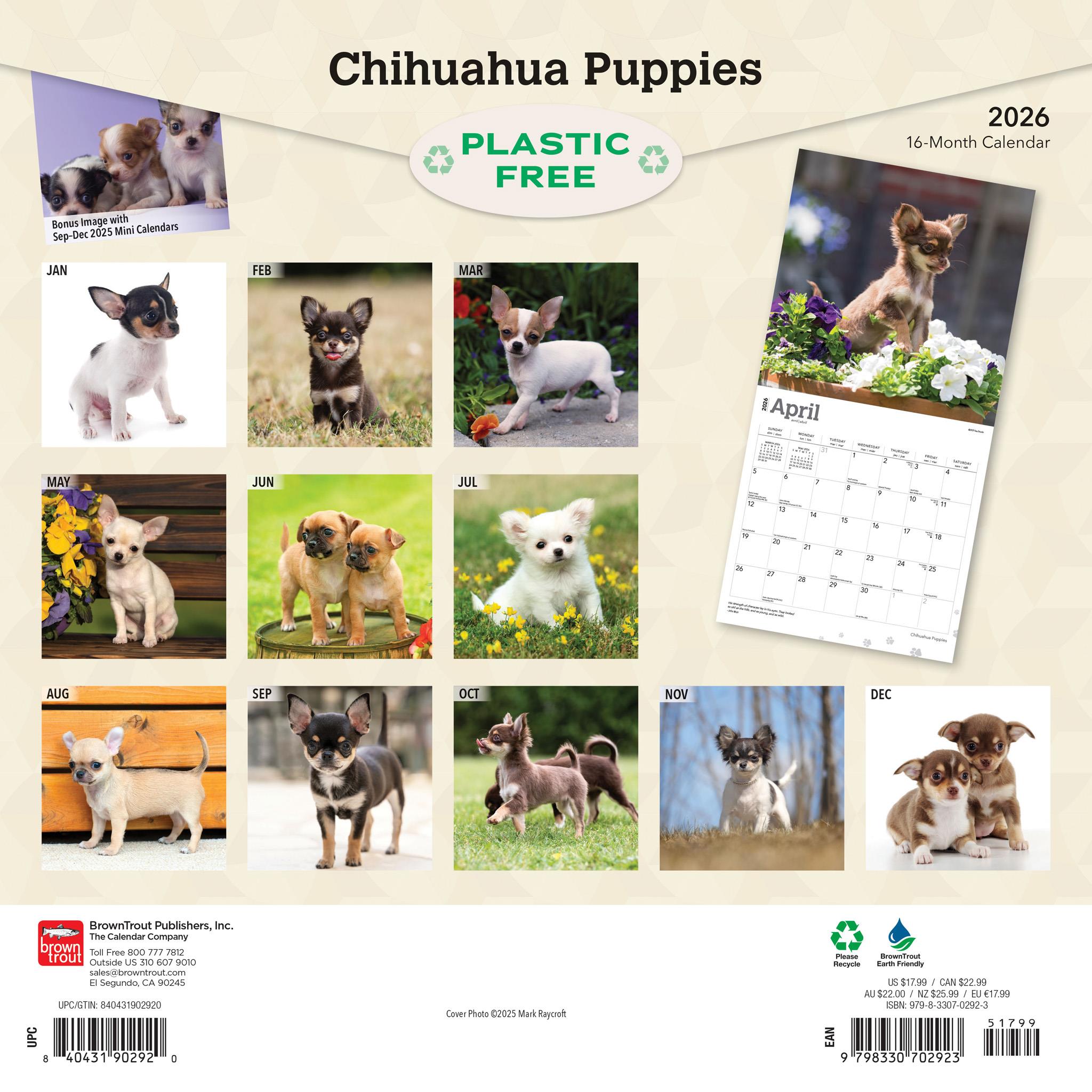 Chihuahua Puppies 2026 Wall Calendar
