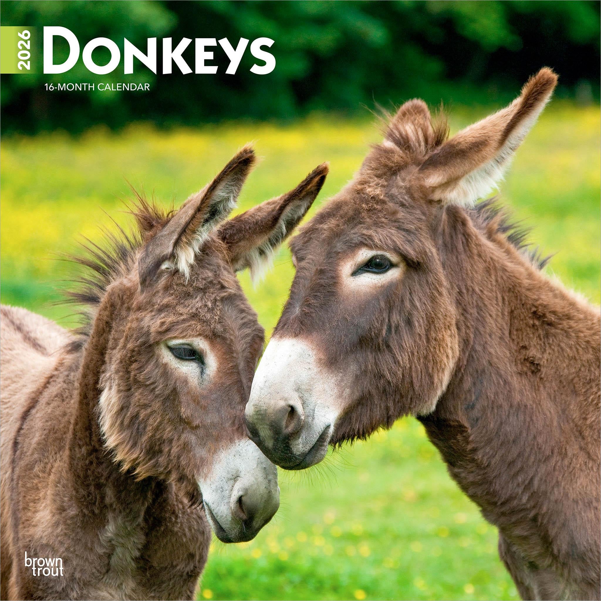 Donkeys 2026 Wall Calendar - Calendar Club Canada