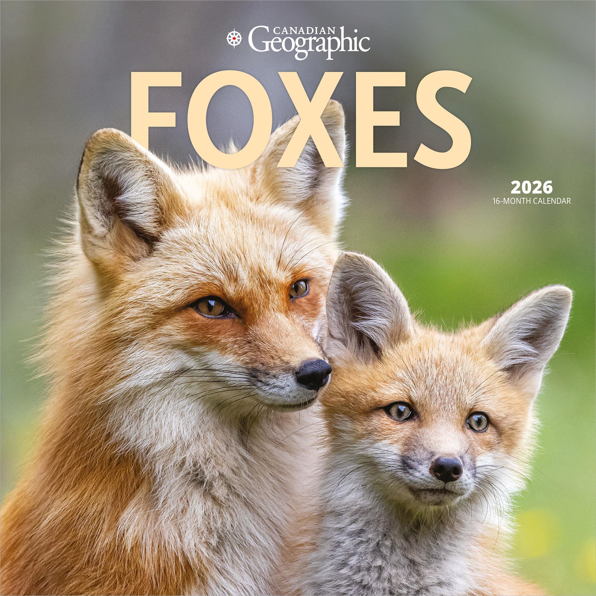 Canadian Geographic Foxes 2026 Wall Calendar - Online Only