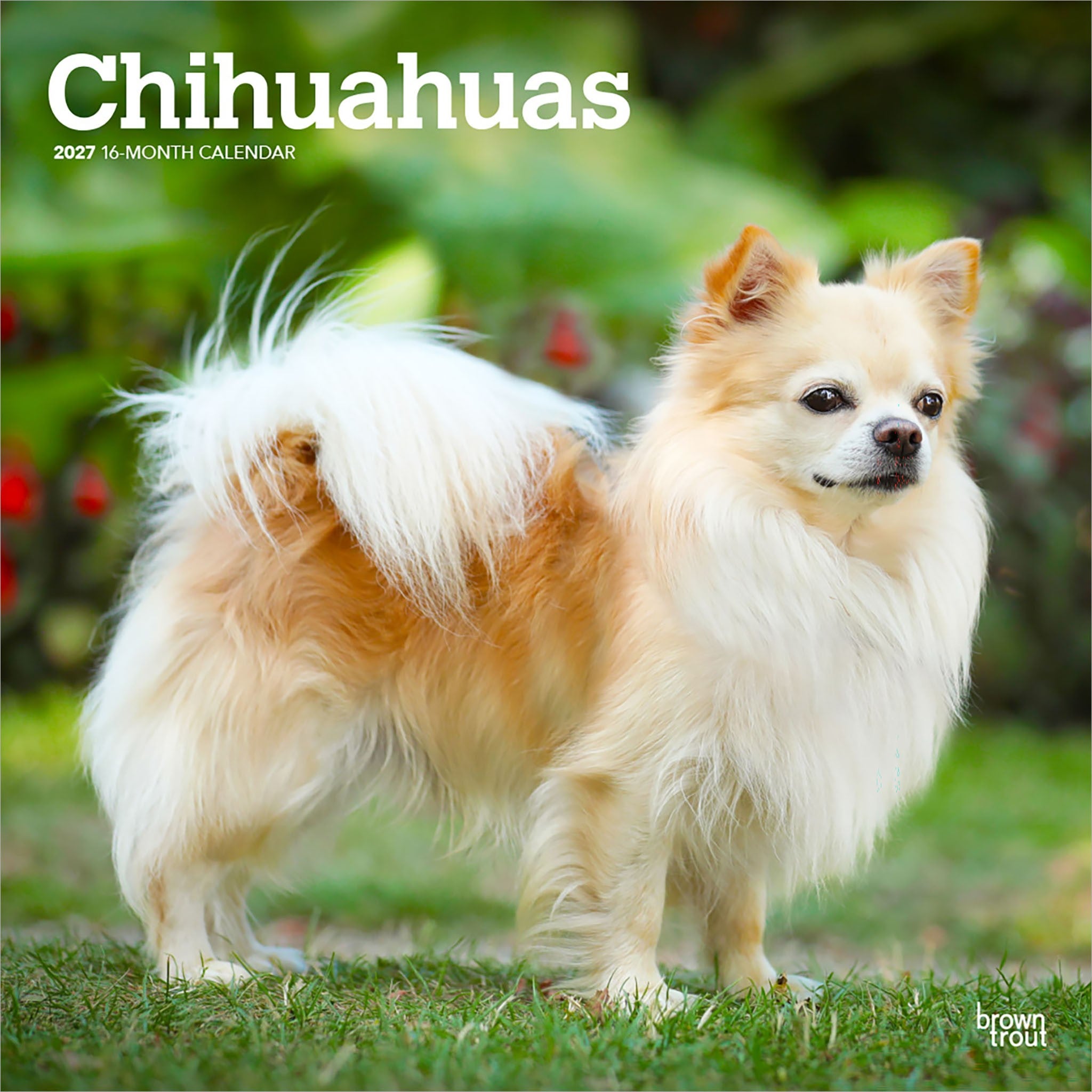 Chihuahuas 2027 Wall Calendar
