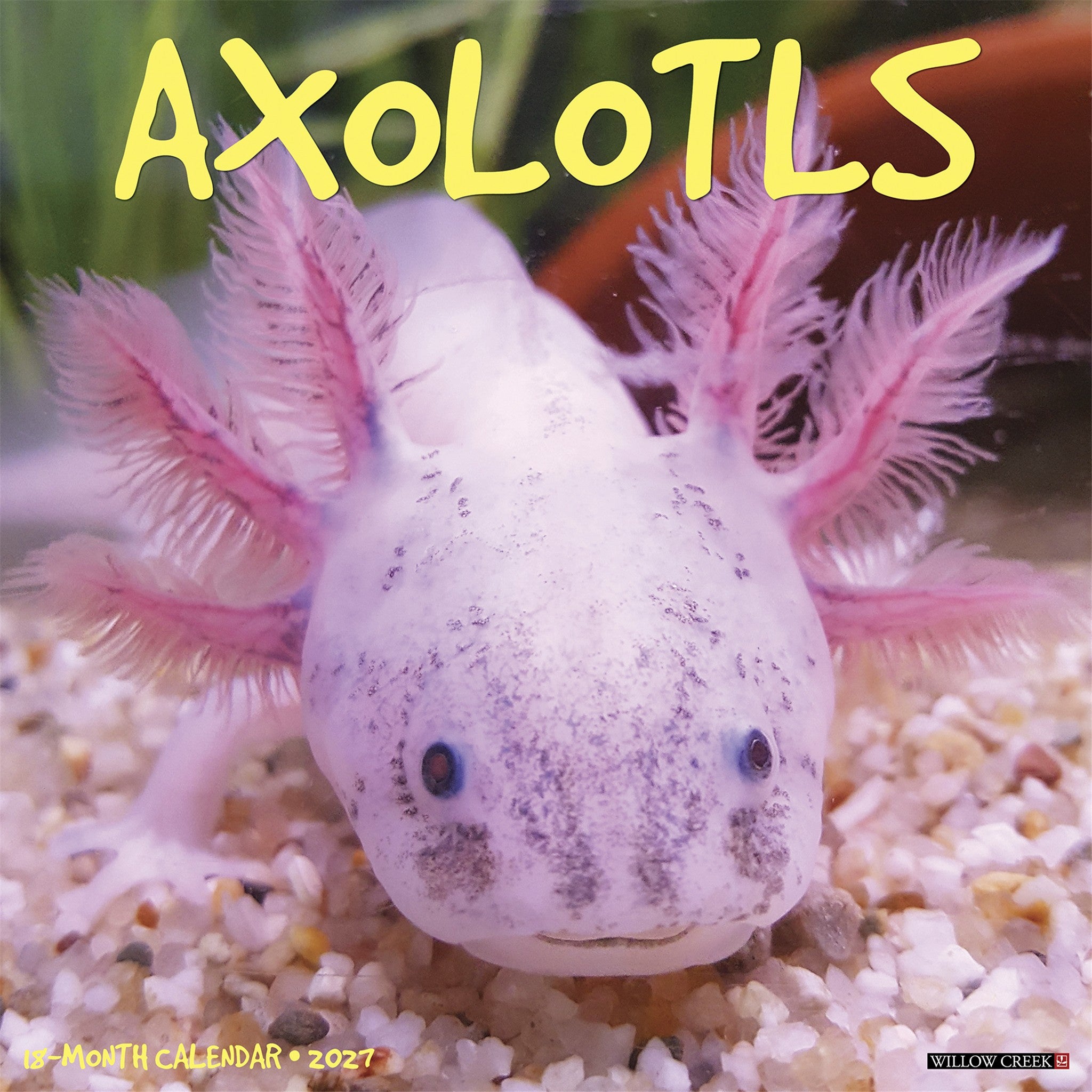Axolotls 2027 Wall Calendar