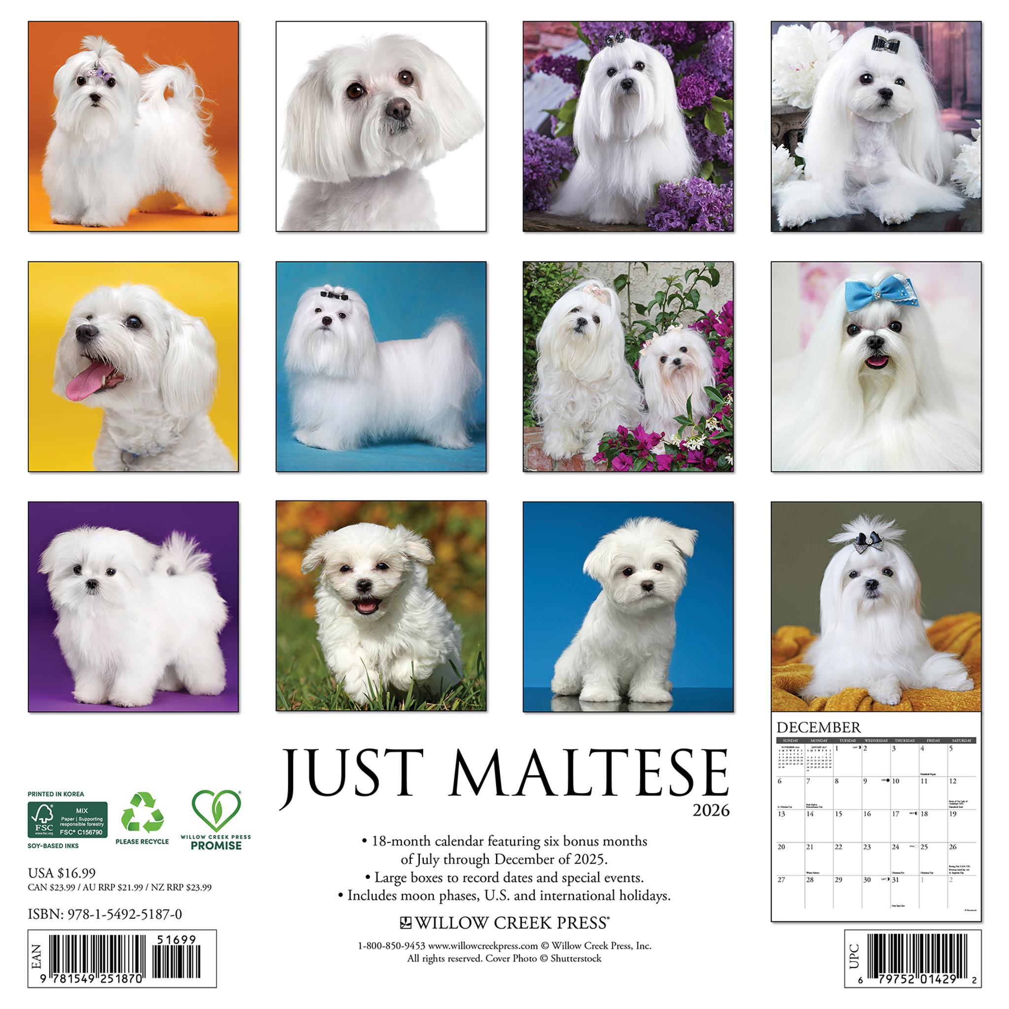 Maltese 2026 Just Wall Calendar - Online Only