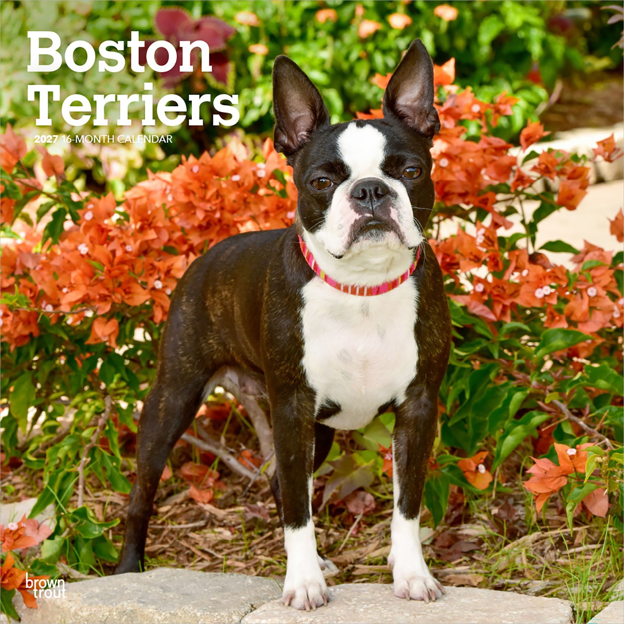 Boston Terriers 2027 Wall Calendar