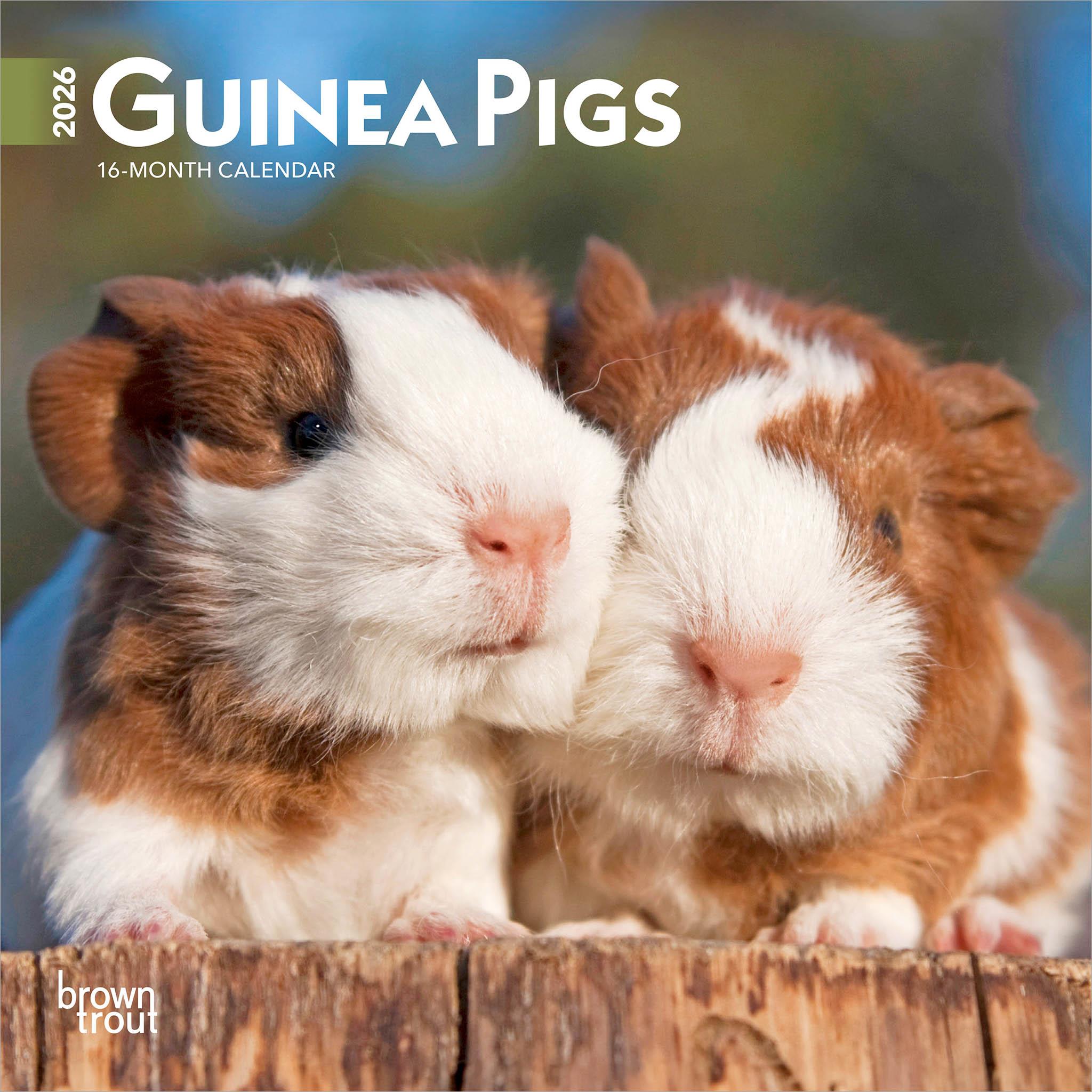 Guinea Pigs 2026 Mini Calendar