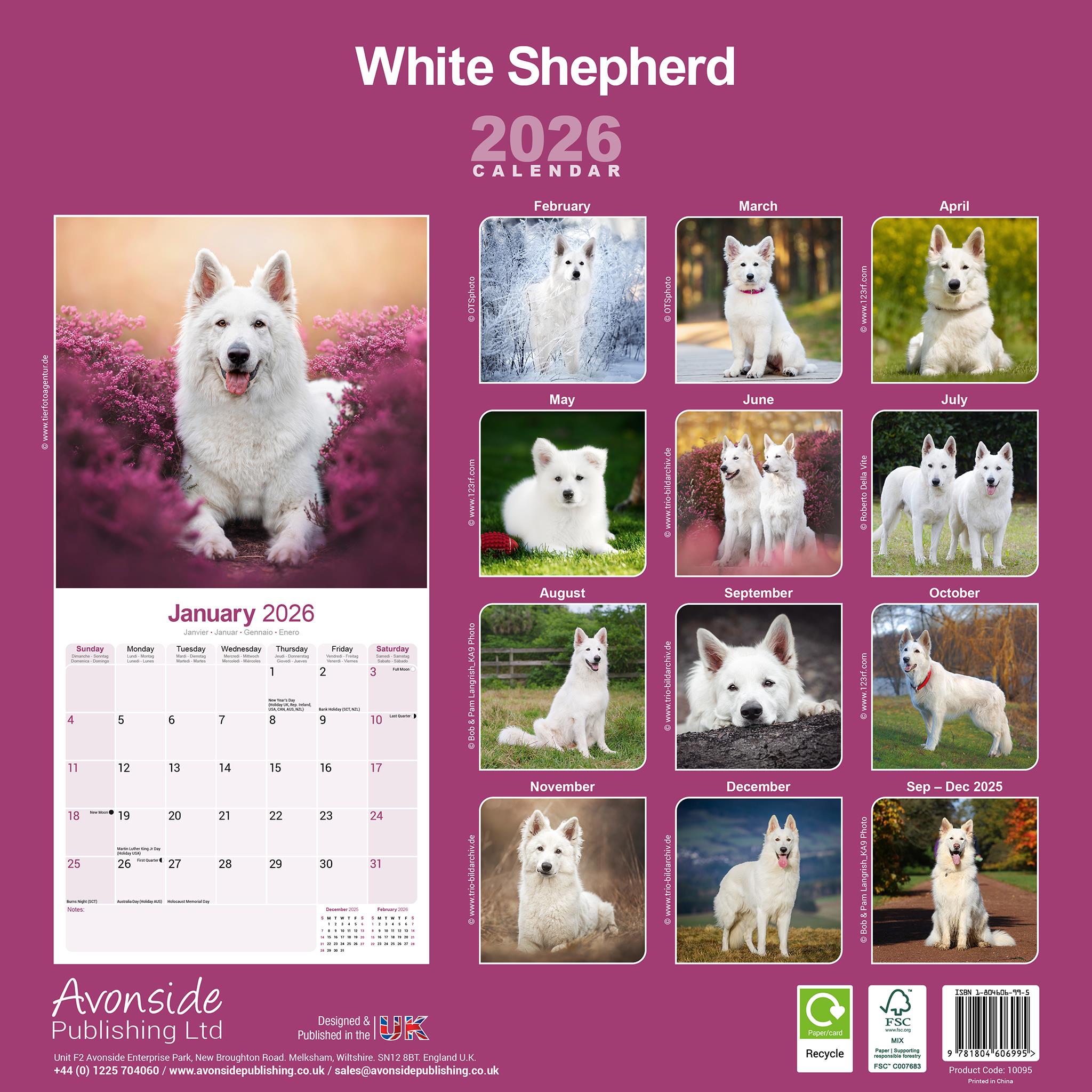 White Shepherd 2026 Wall Calendar