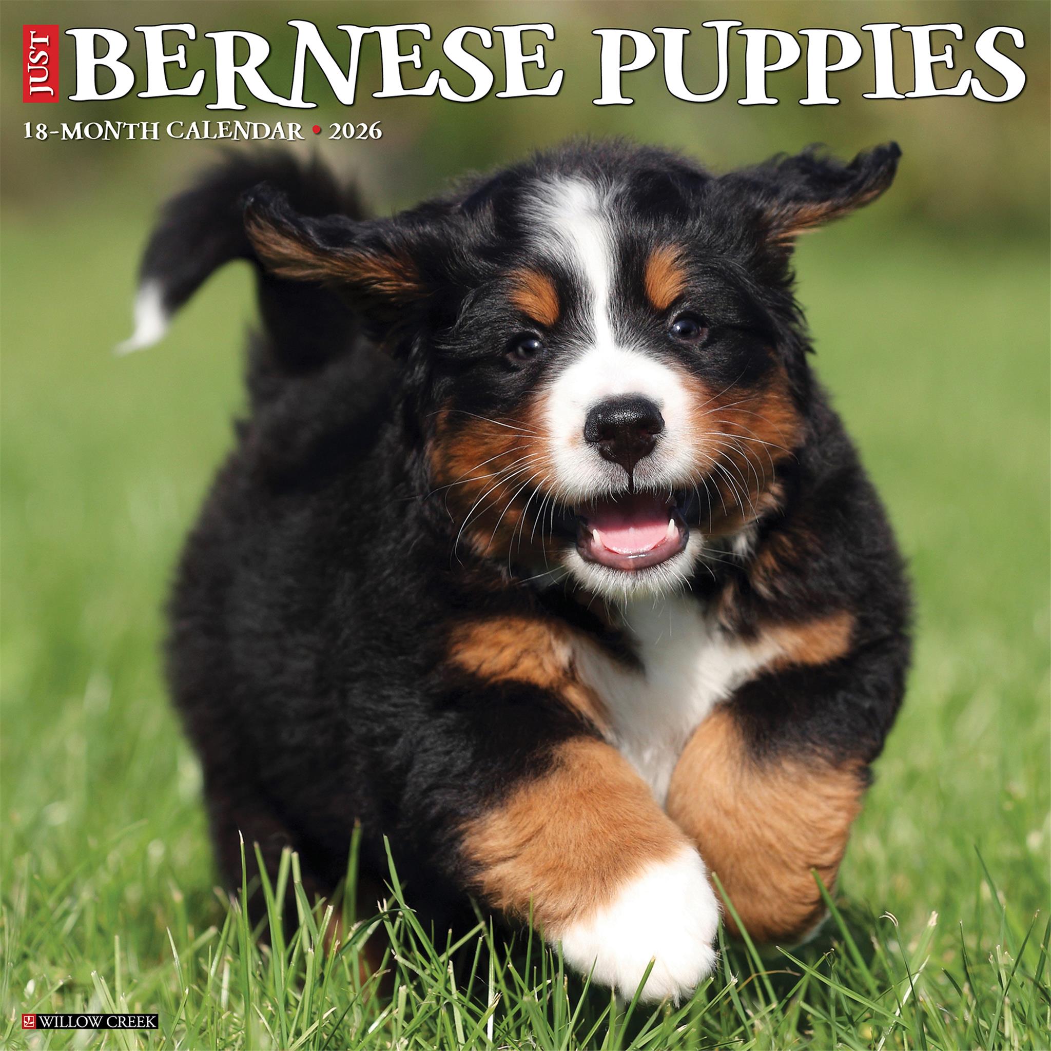 Just Bernese Mountain Puppies 2026 Wall Calendar