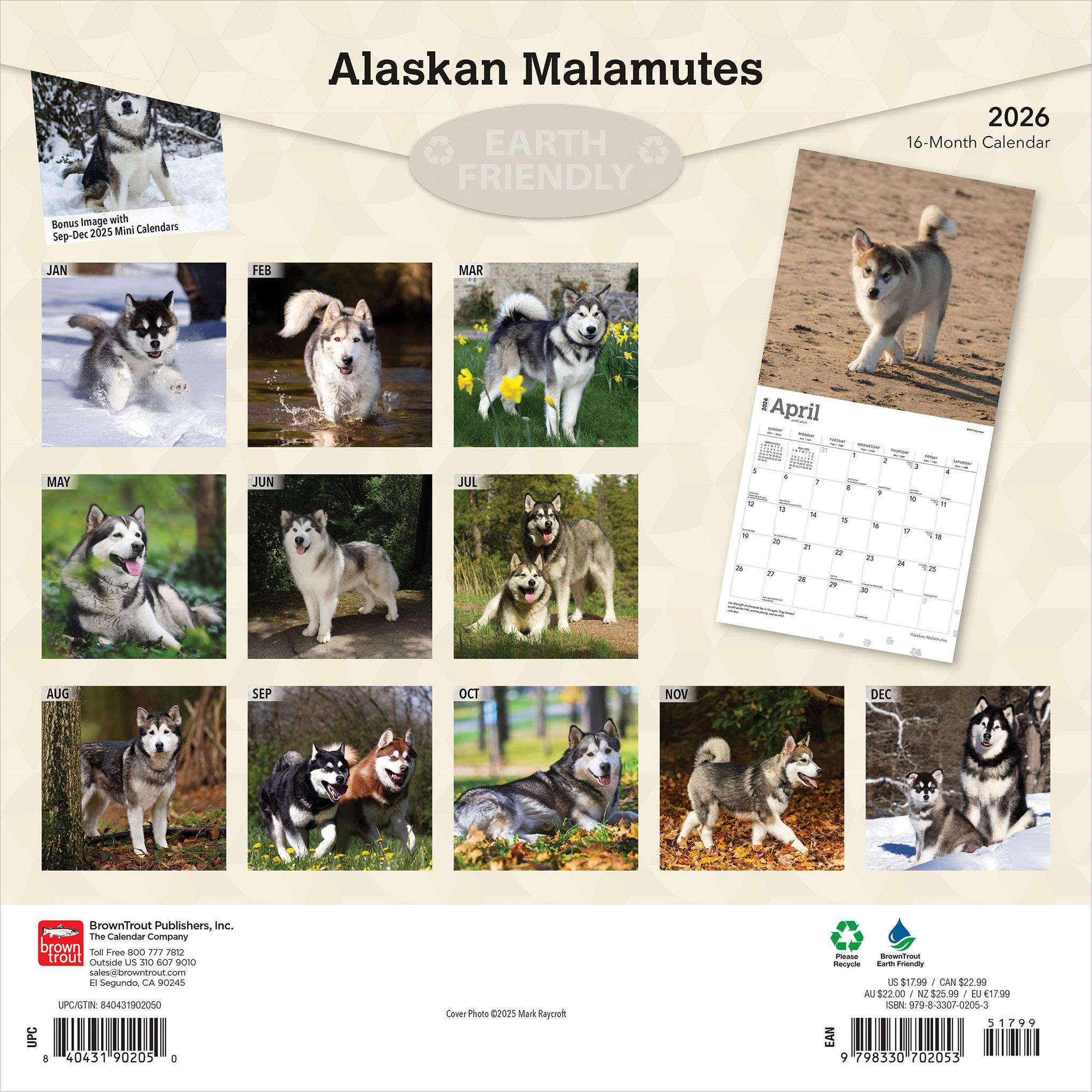 Alaskan Malamutes 2026 Wall Calendar