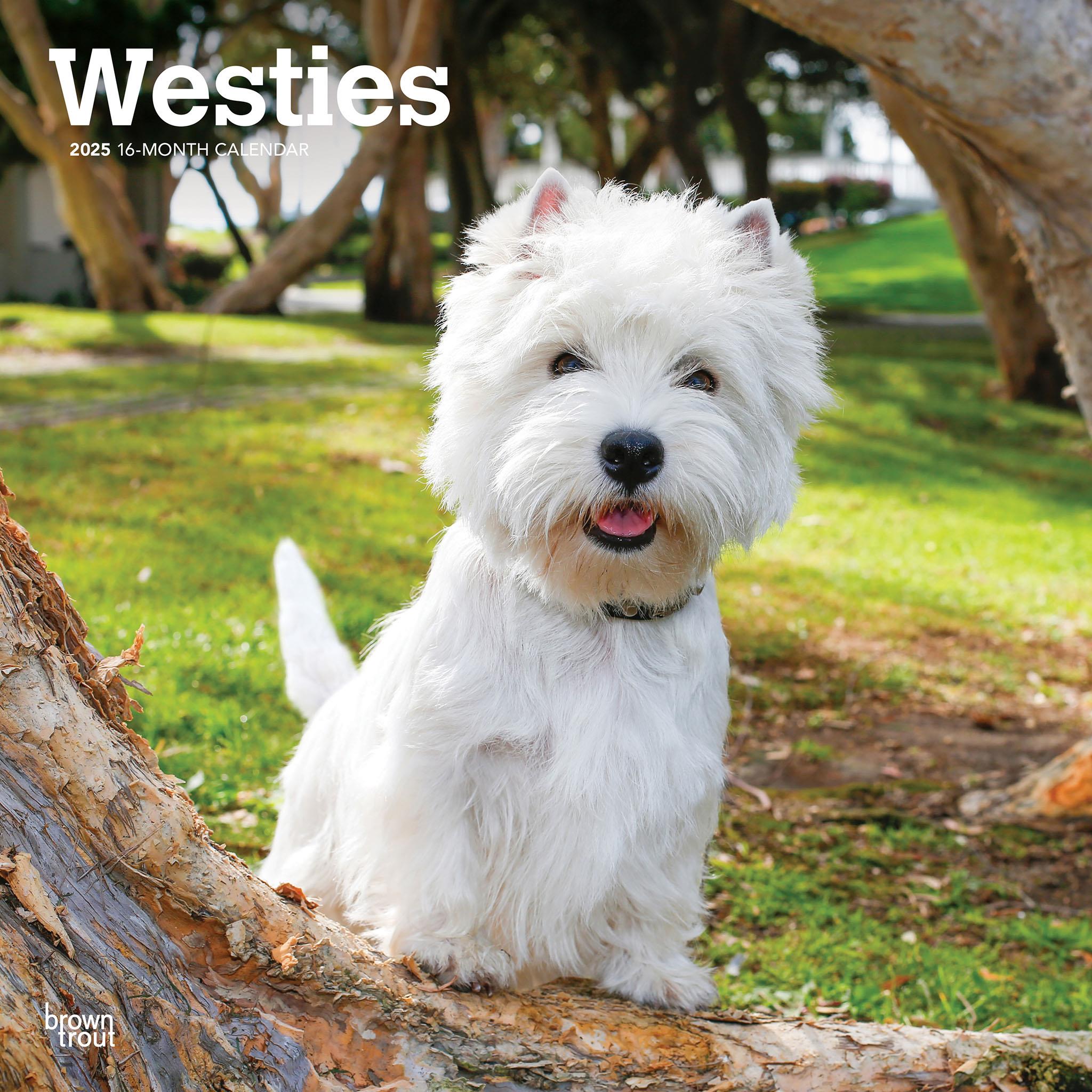 Dog Breed Buy Westie Dog West Highland White Terrier