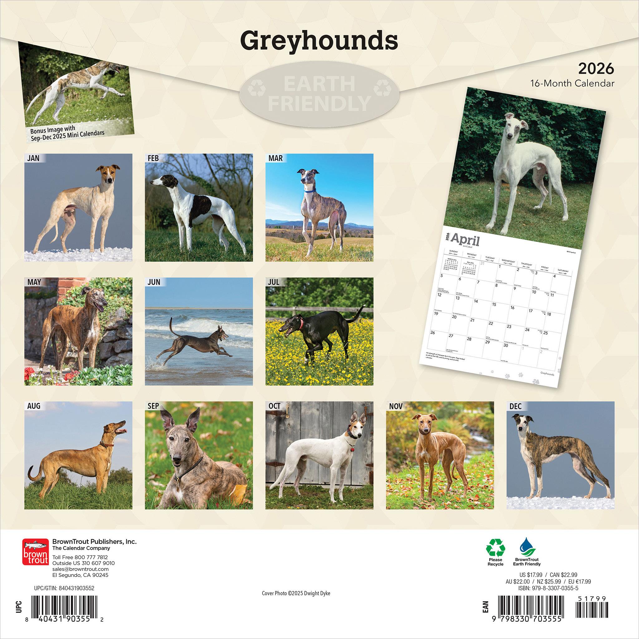 Greyhounds 2026 Wall Calendar