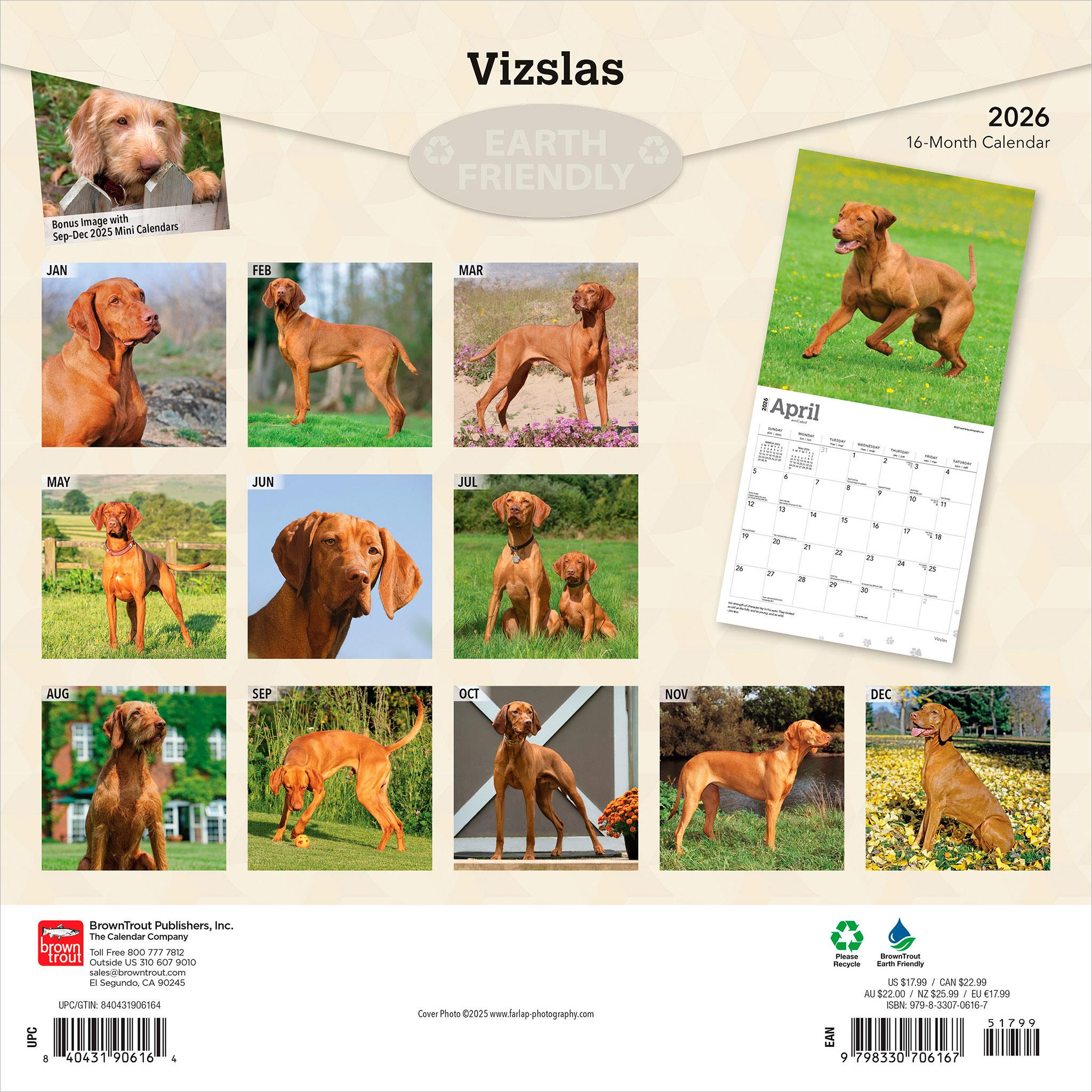 Vizslas 2026 Wall Calendar
