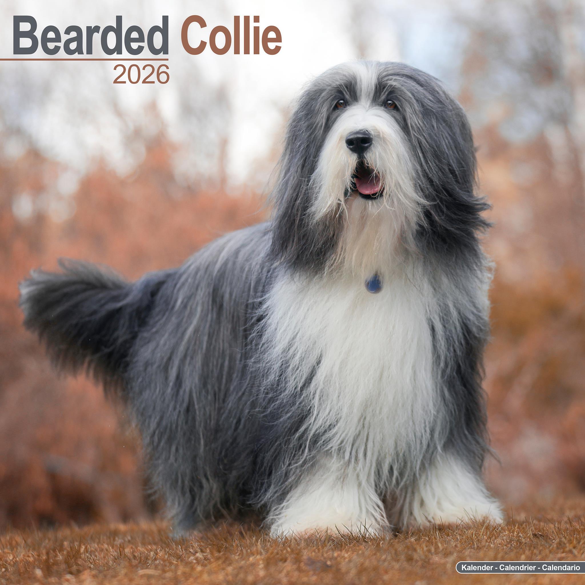 Bearded Collie Wall  2026 Calendar