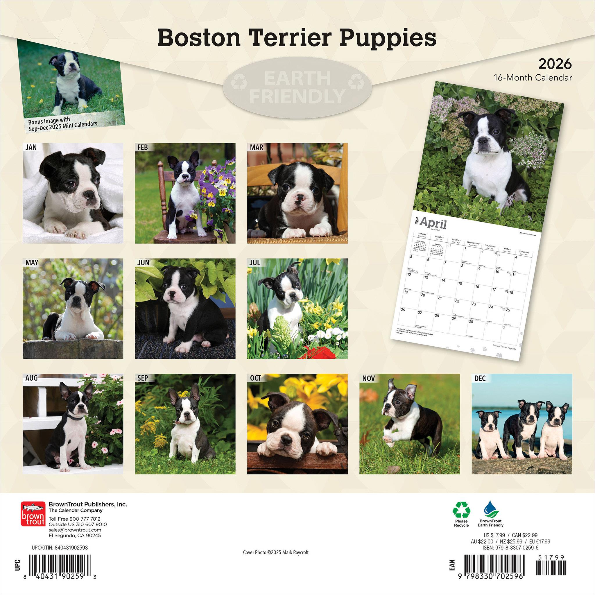 Boston Terrier Puppies 2026 Wall Calendar - Online Only