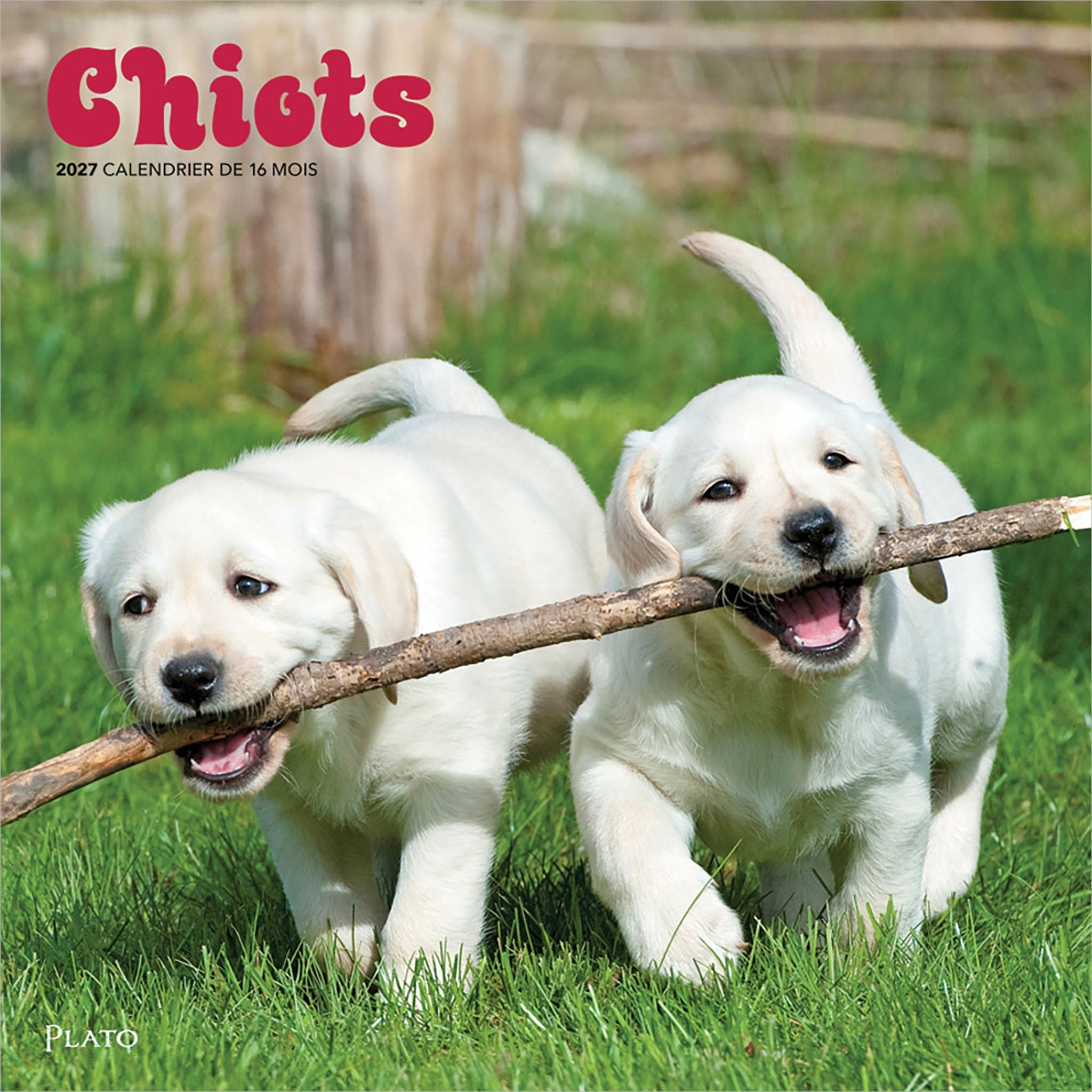 Chiots 2027 Wall Calendar (French)