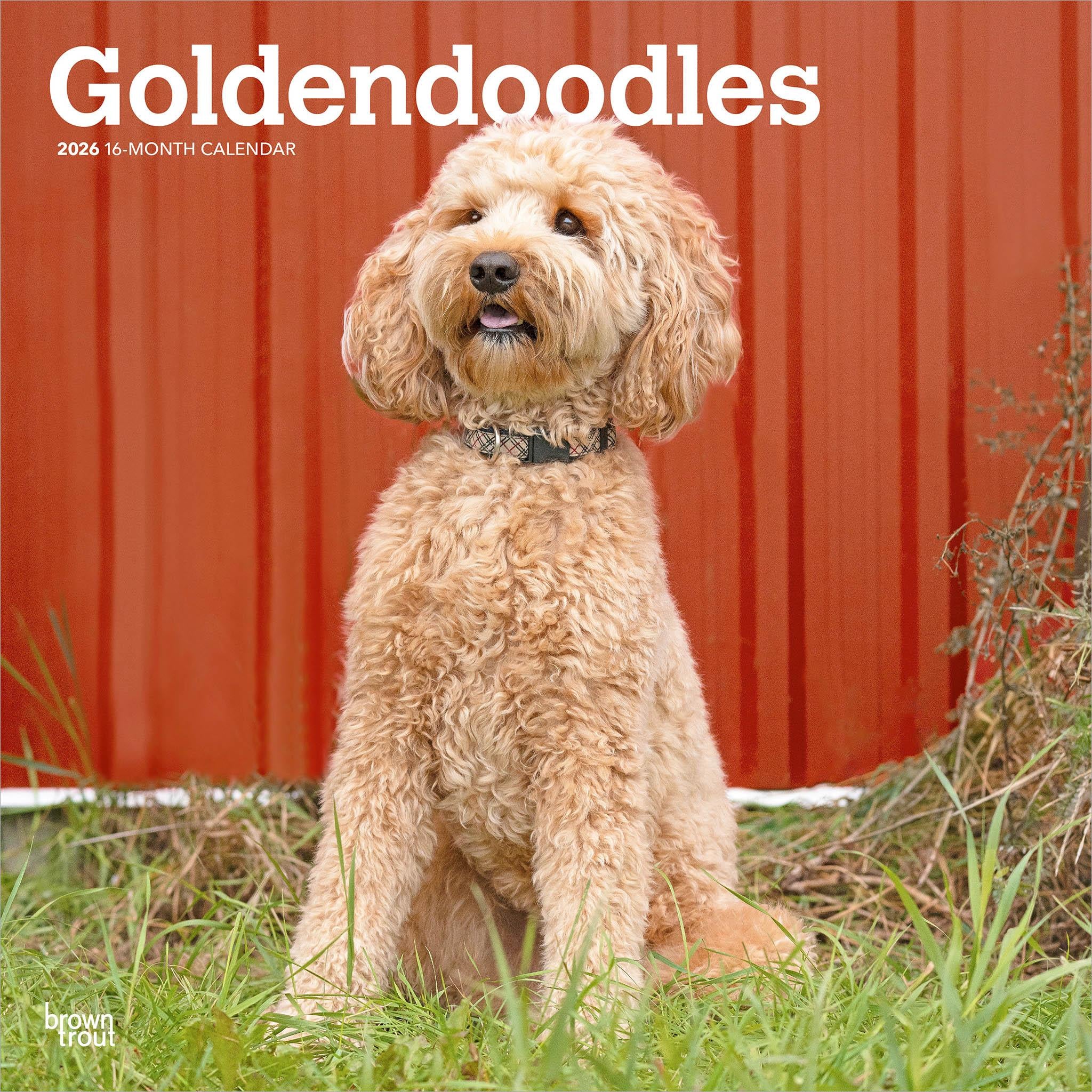 Goldendoodles 2026 Wall Calendar