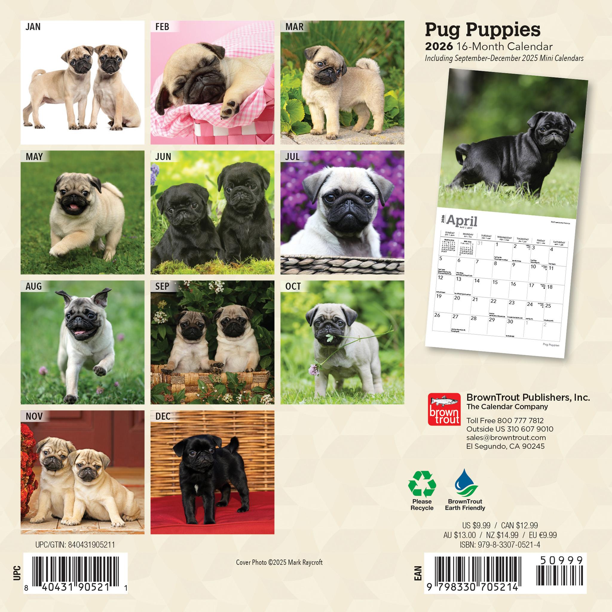 Pug Puppies 2026 Mini Calendar