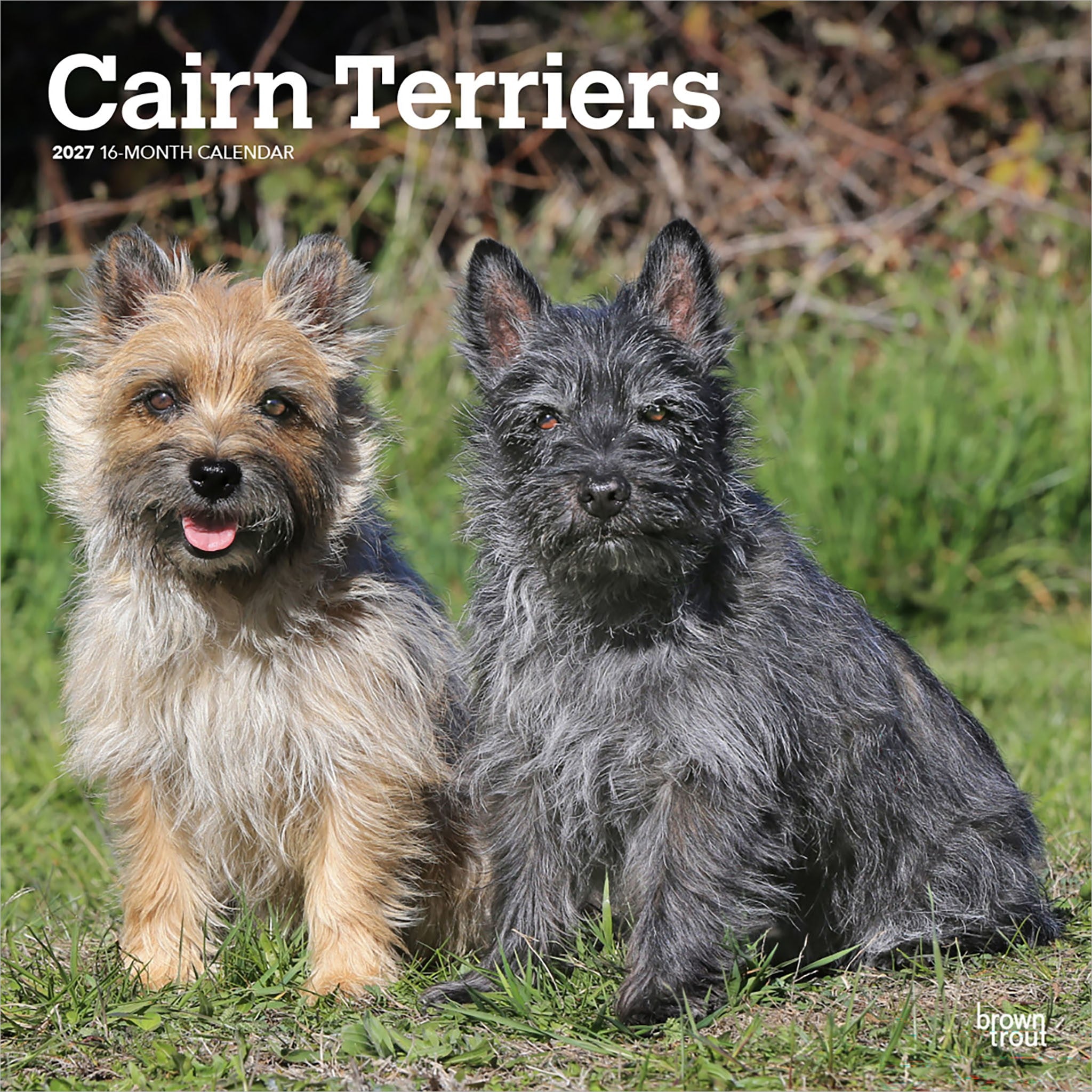 Cairn Terriers 2027 Wall Calendar