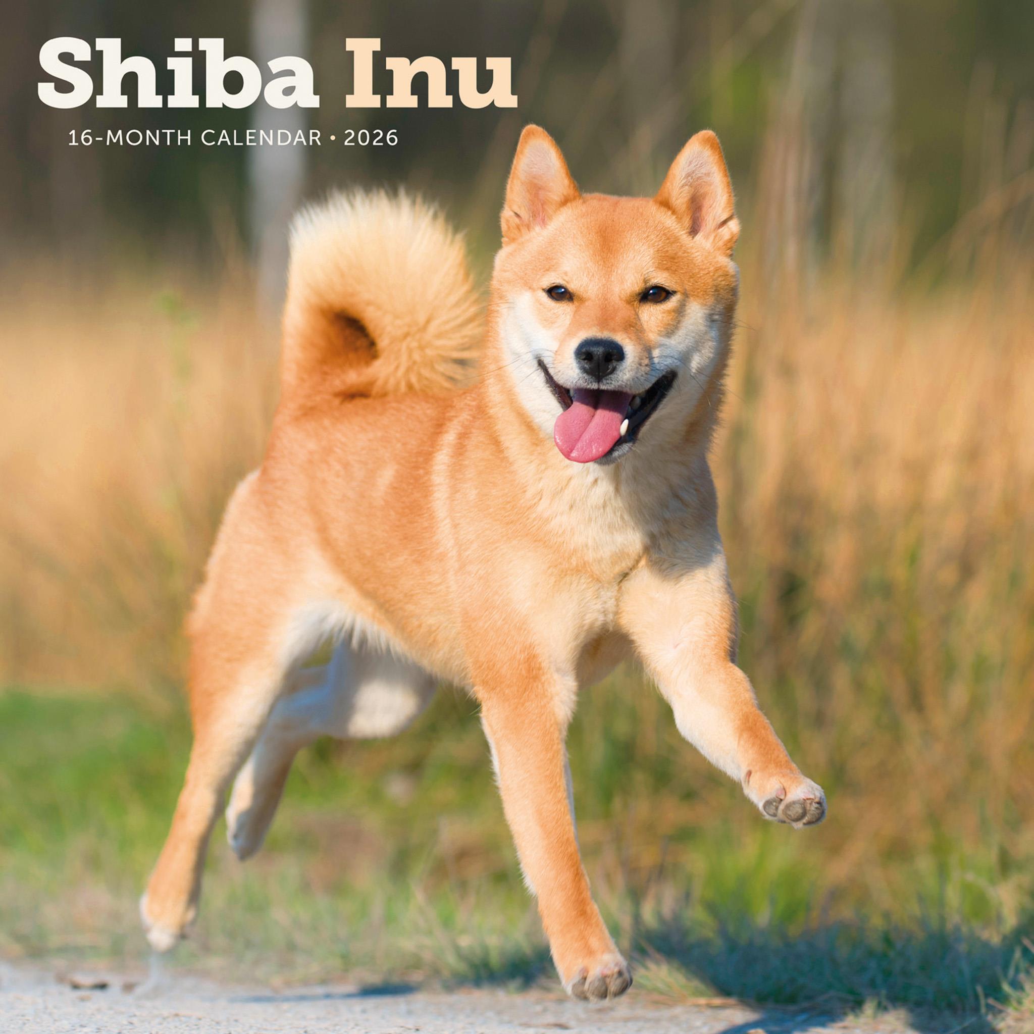 Shiba Inu 2026 Wall Calendar