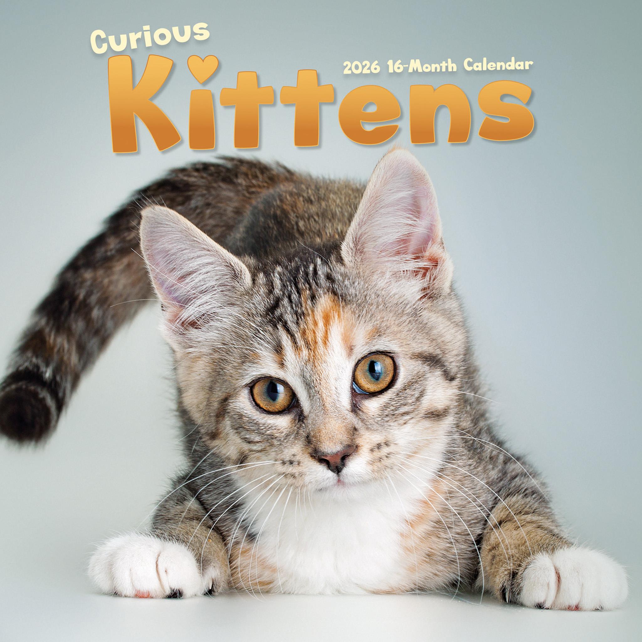Curious Kittens 2026 Wall Calendar - Calendar Club Canada