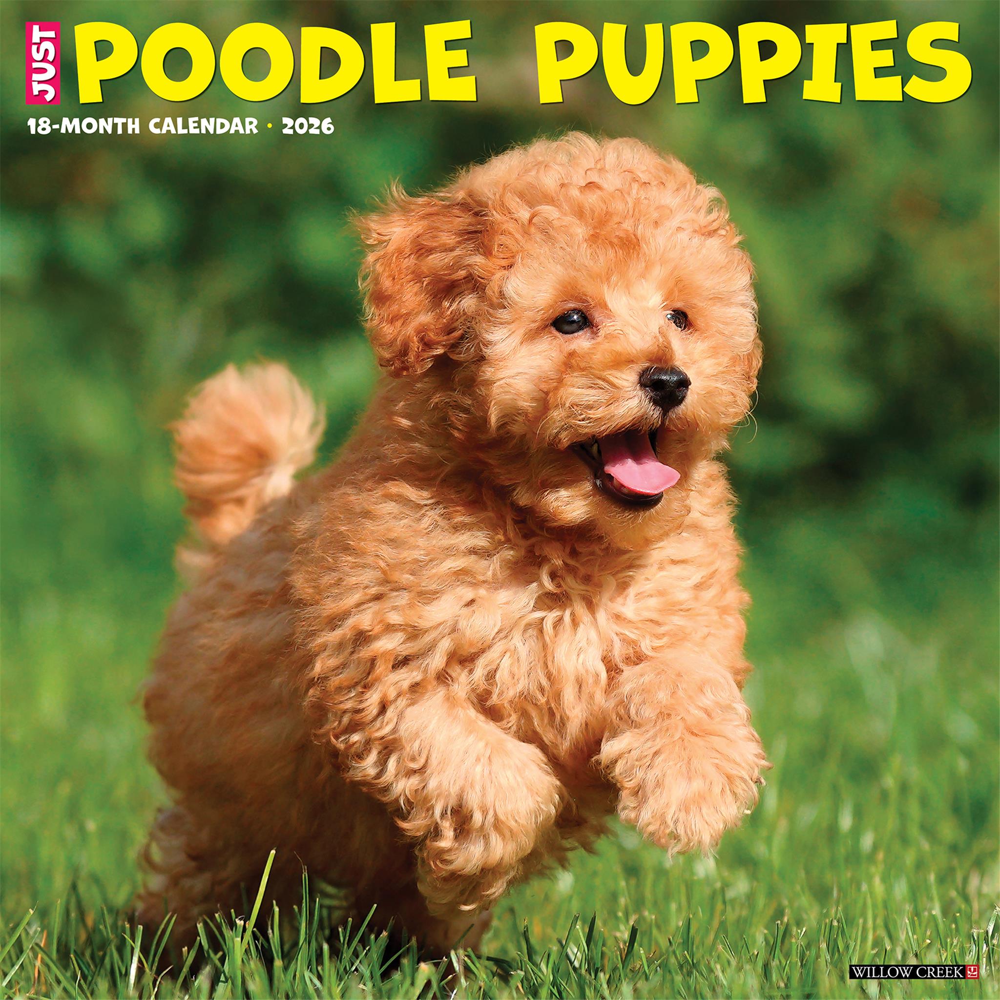 Poodle Puppies 2026 Just Wall Calendar - Online Only