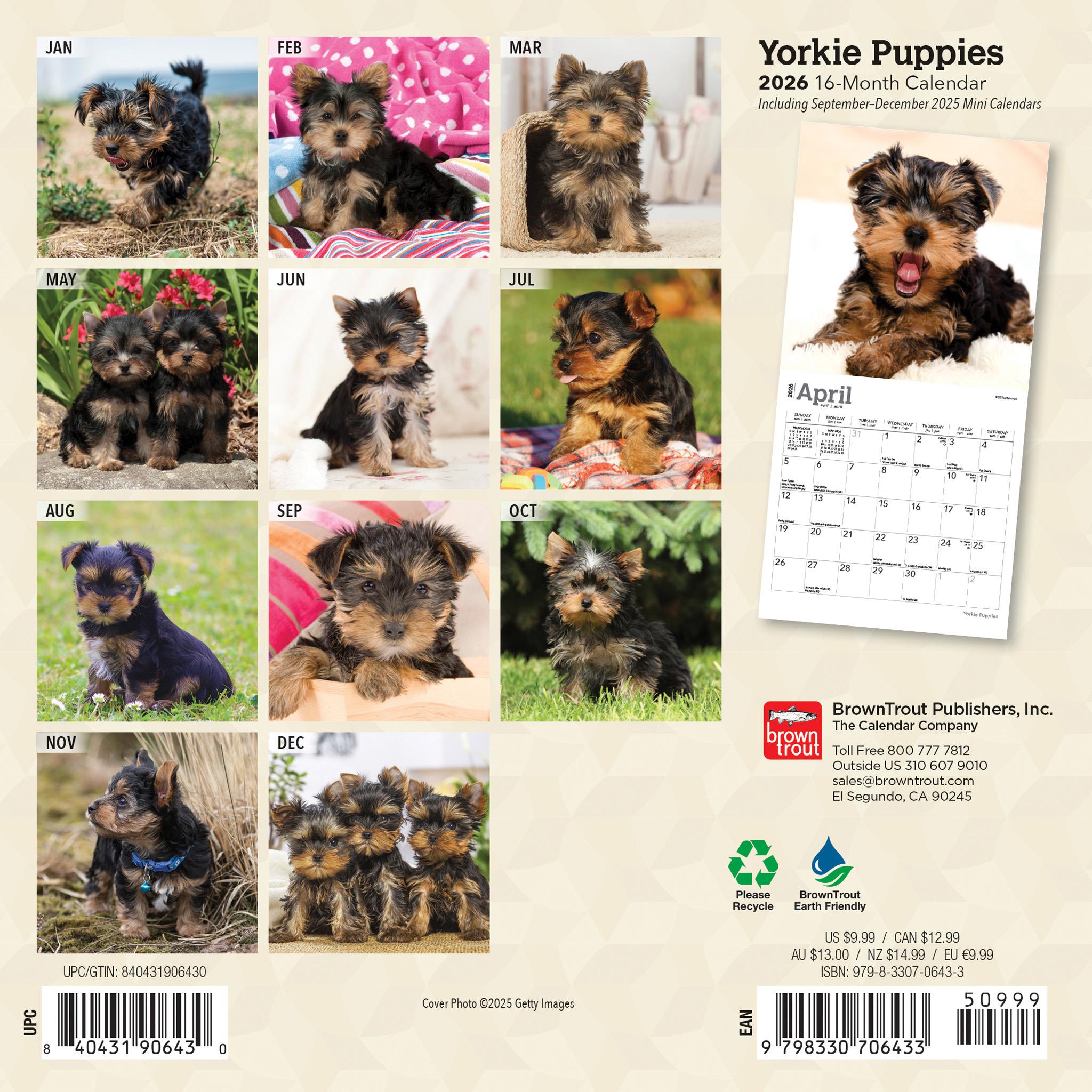 Yorkshire Terrier Puppies 2026 Mini Calendar