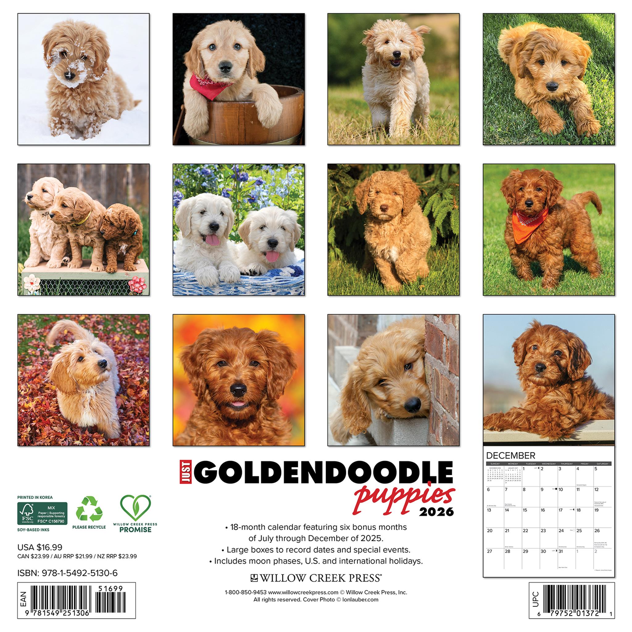 Just Goldendoodle Puppies 2026 Wall Calendar