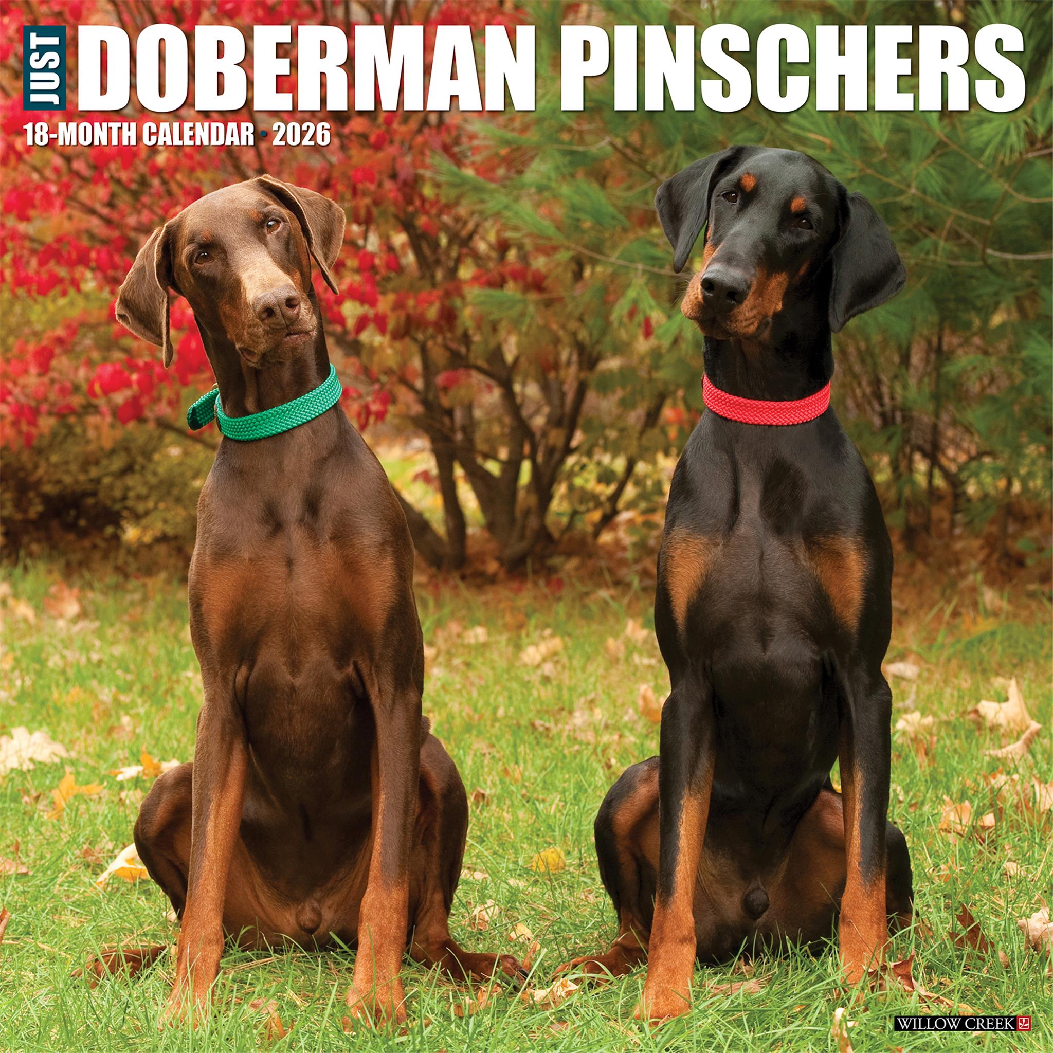 Just Doberman Pinschers 2026 Wall Calendar - Online Only