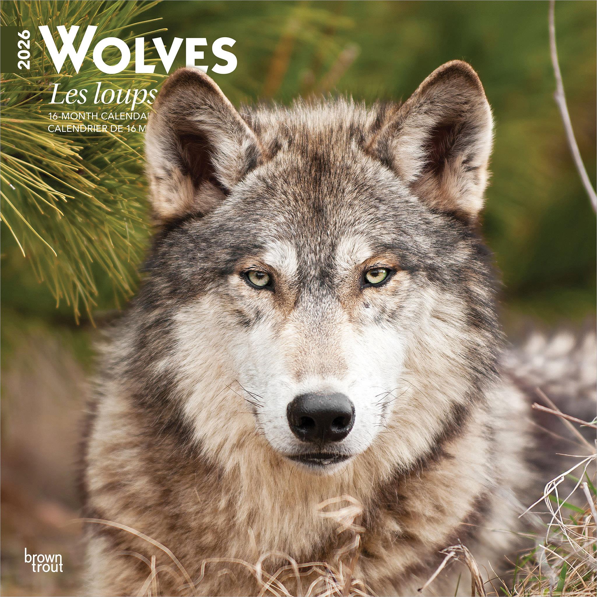 Les Loups 2026 Wall Calendar (French)