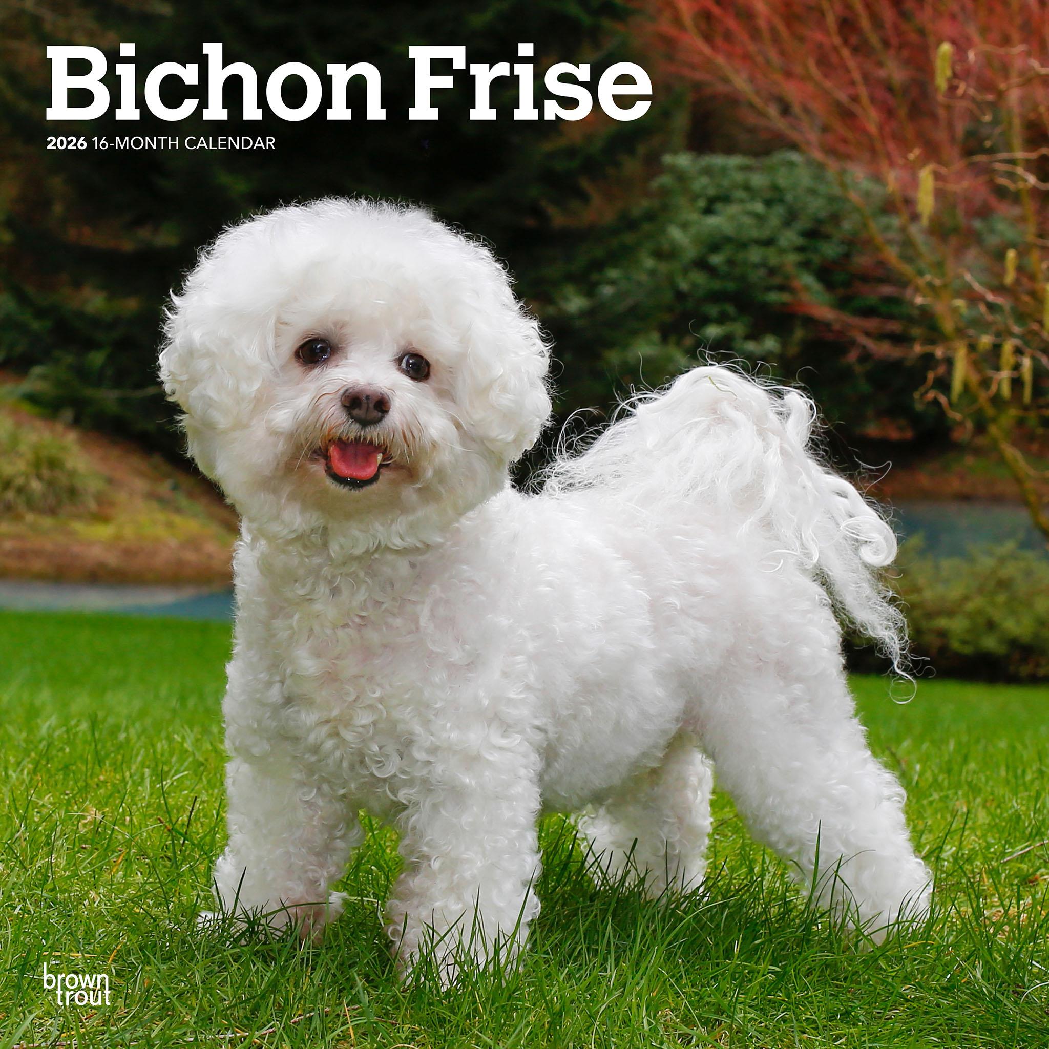 Bichon Frise 2026 Wall Calendar - Online Only