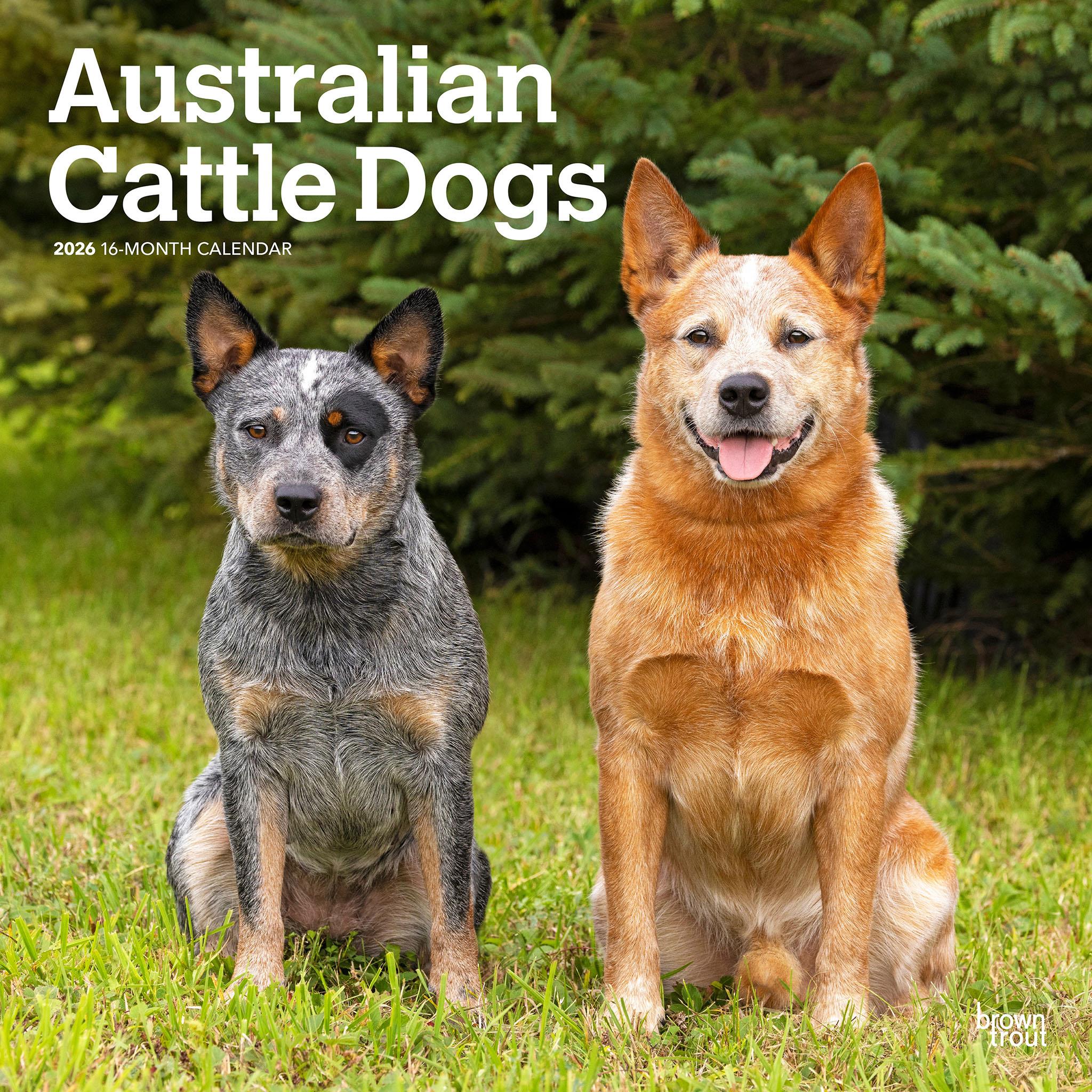 Australian Cattle Dogs 2026 Wall Calendar - Online Only