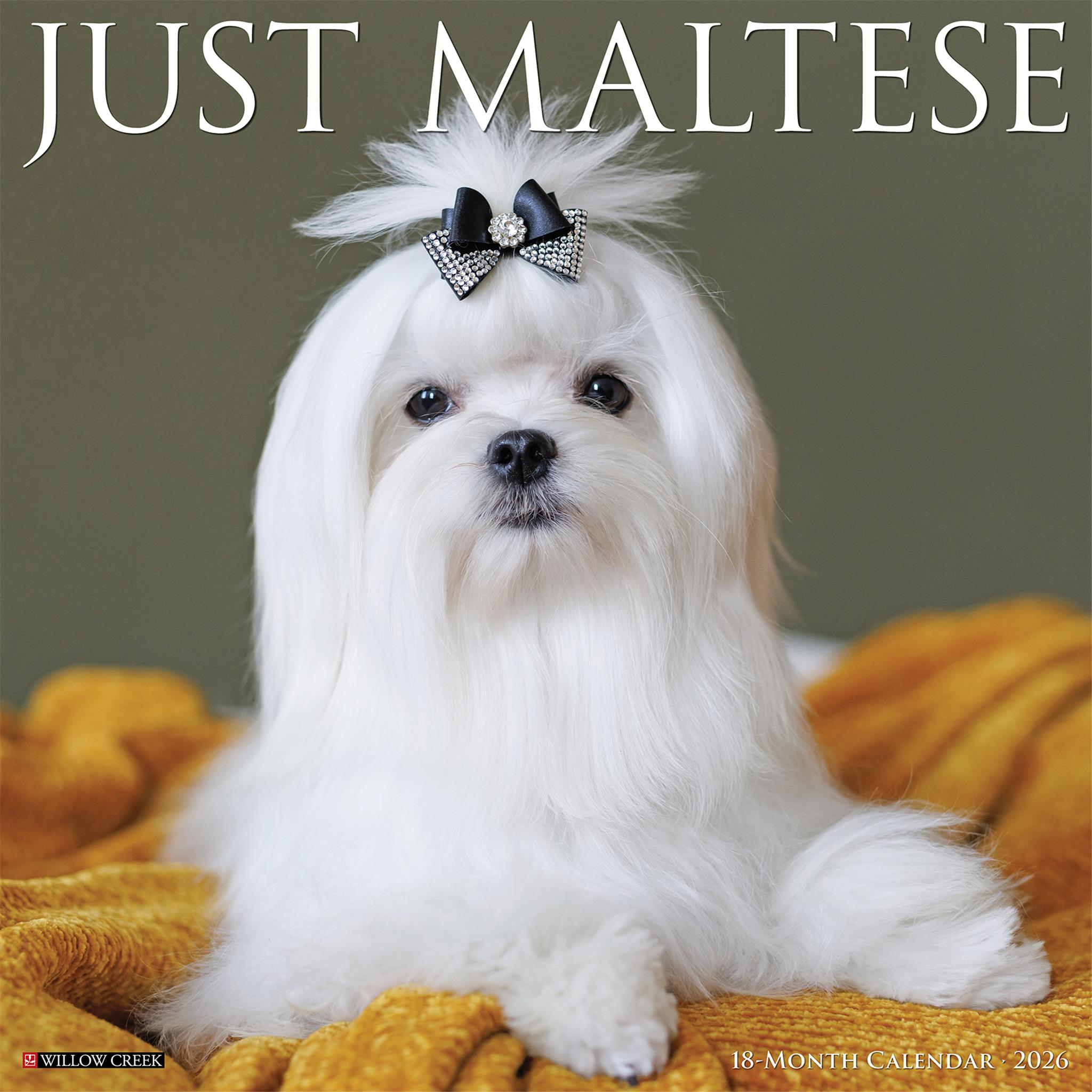 Maltese 2026 Just Wall Calendar - Online Only