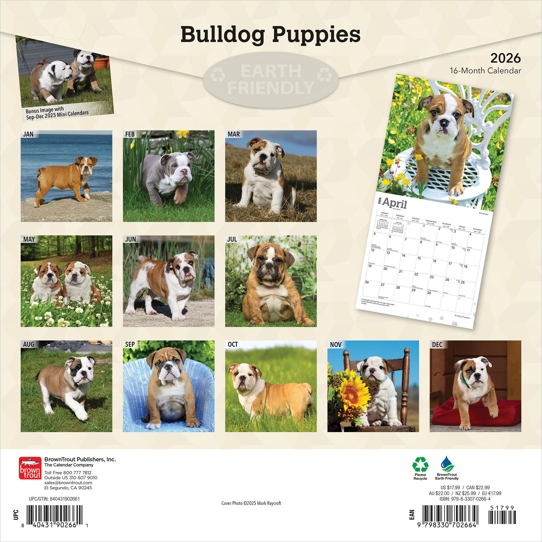 Bulldog Puppies 2026 Wall Calendar - Online Only