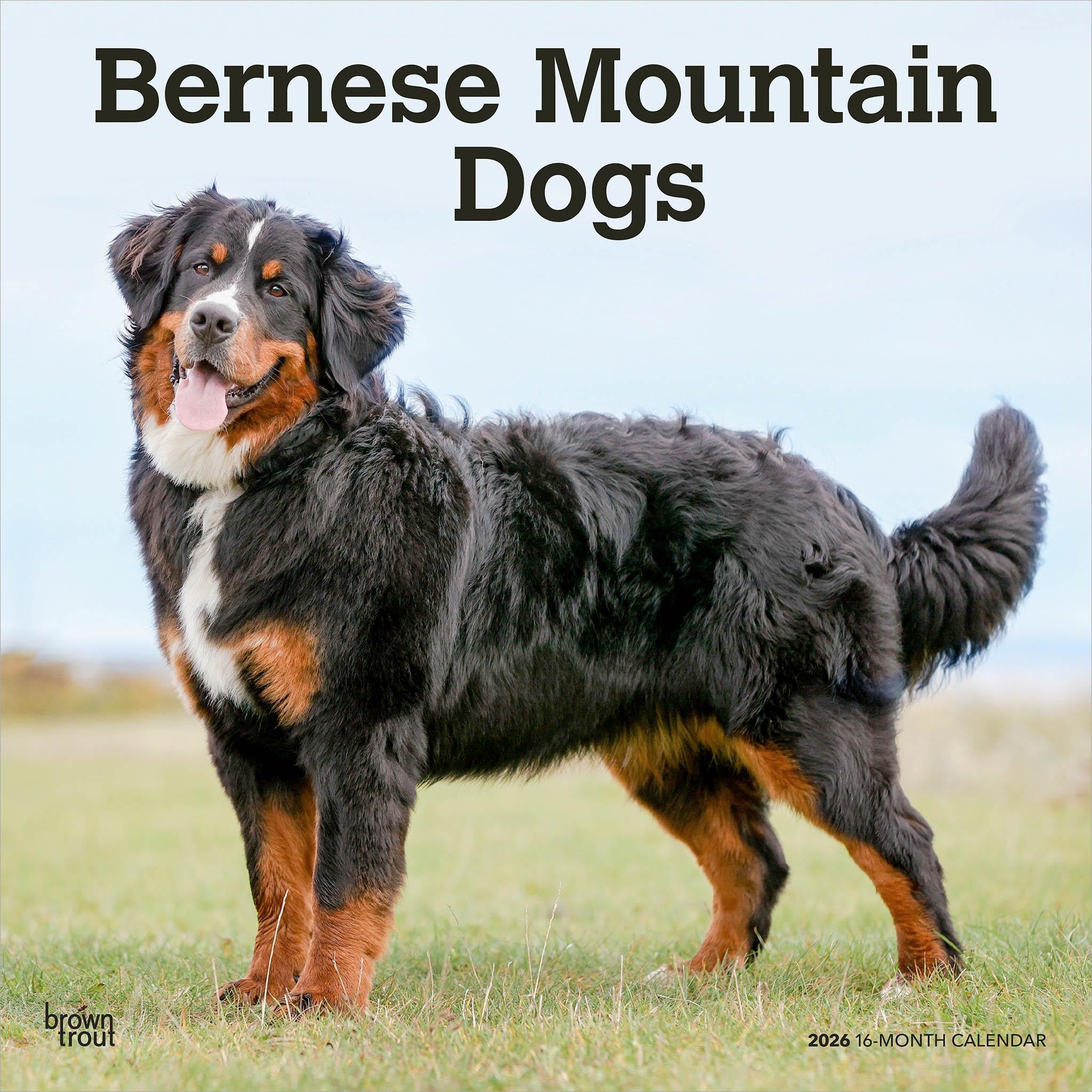 Bernese Mountain Dogs 2026 Wall Calendar